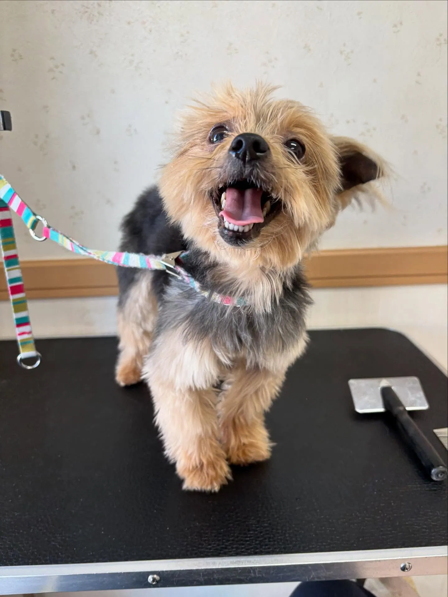 犬のトリミング✂️