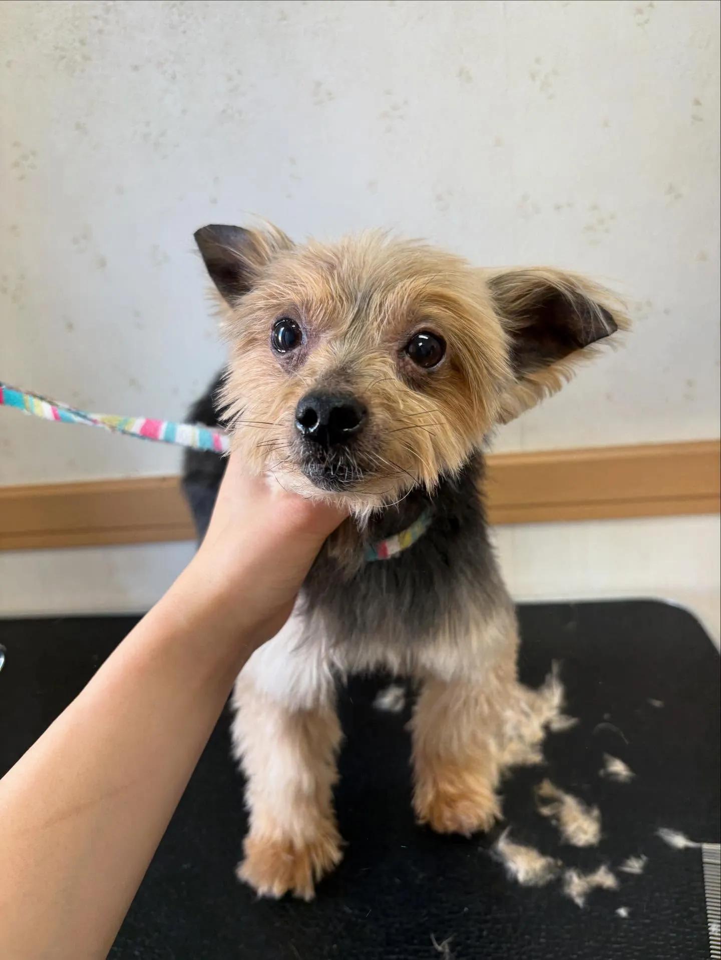 犬のトリミング✂️