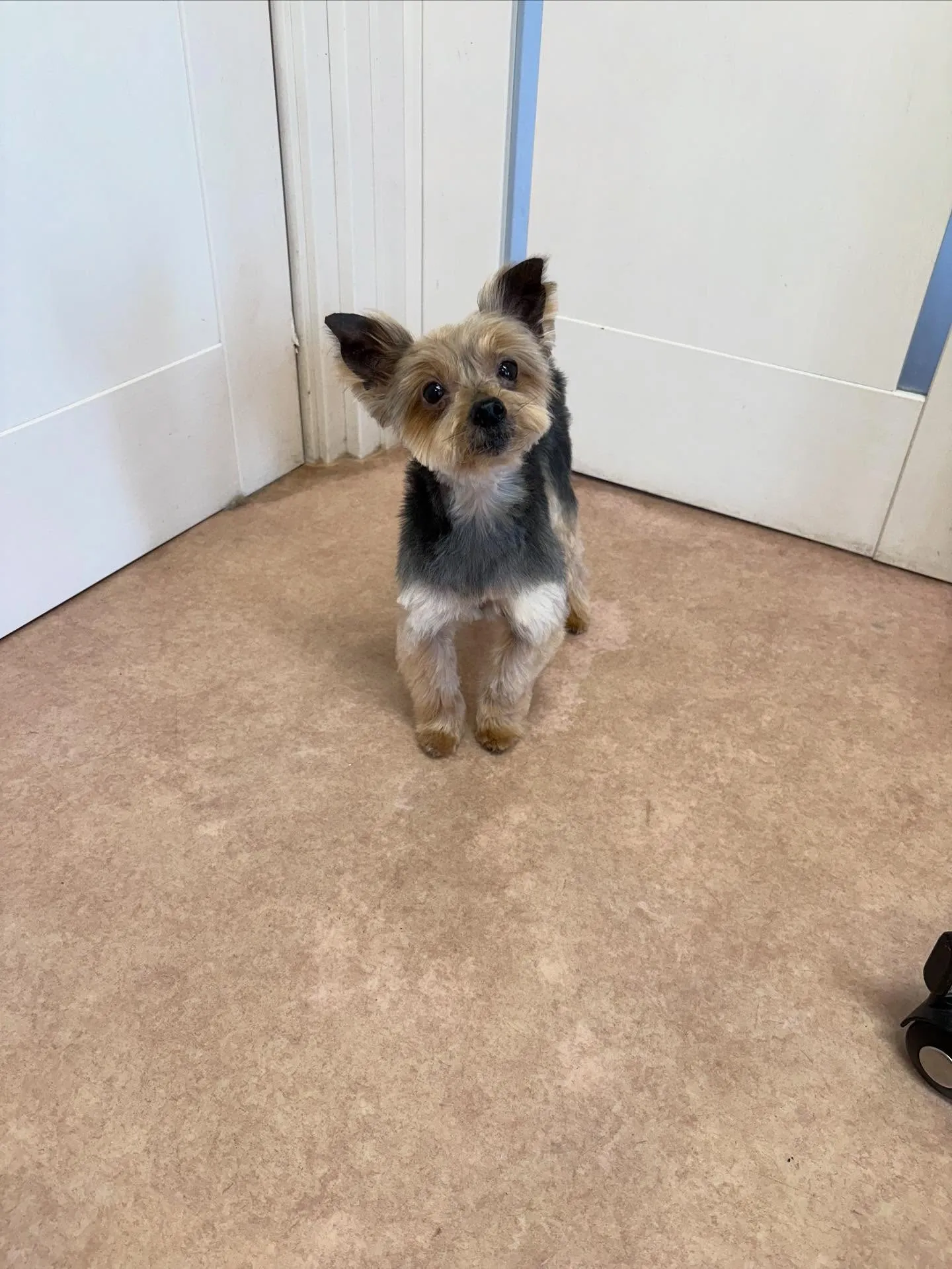 犬のトリミング✂️