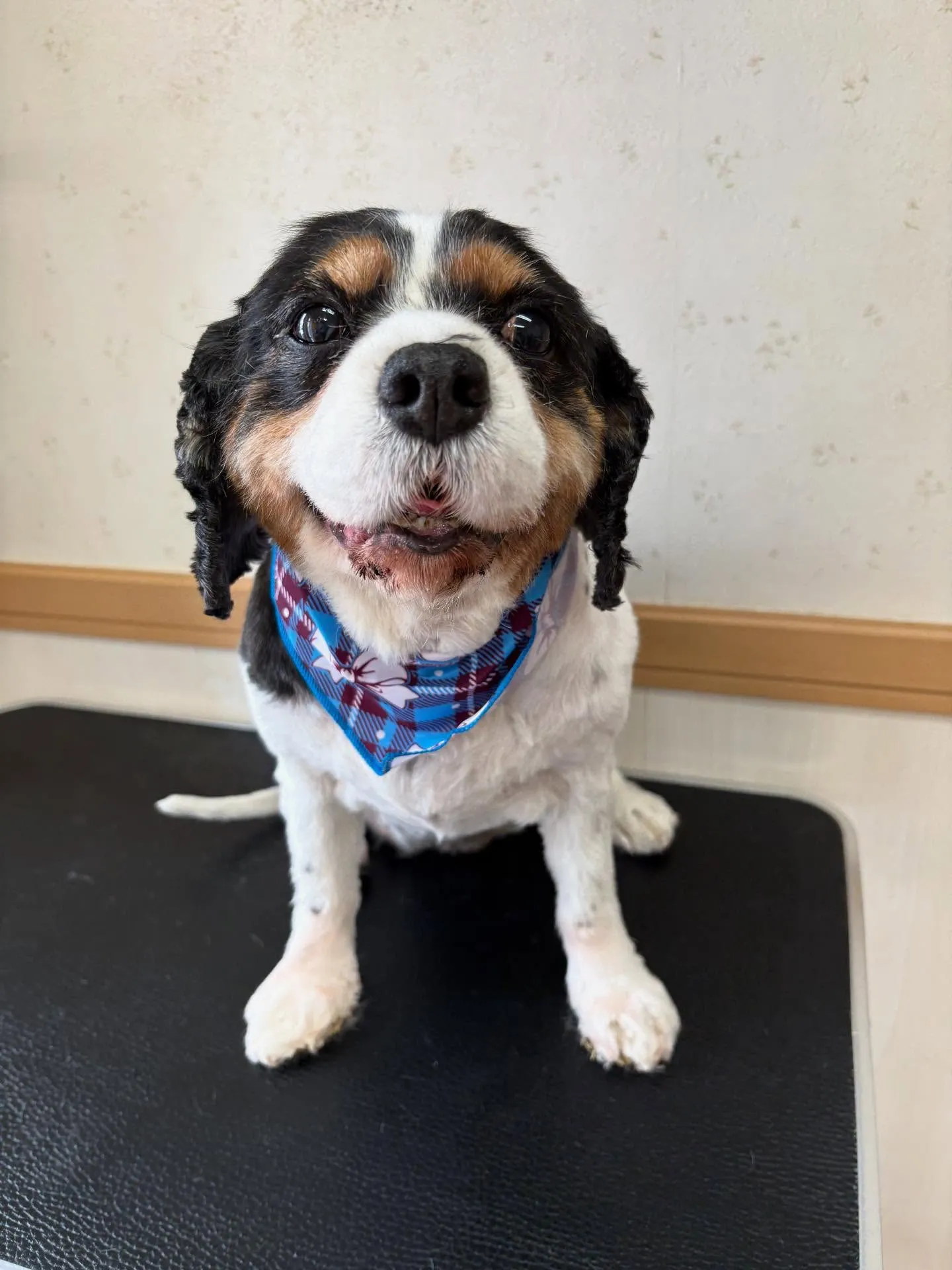 犬のトリミング✂️