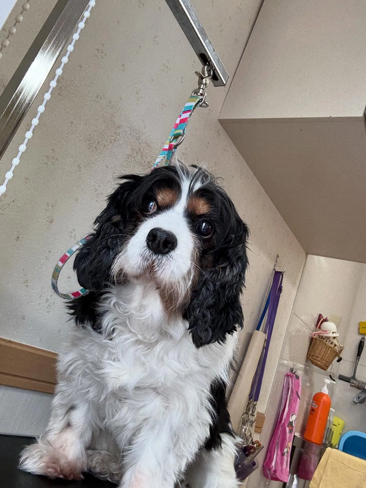 犬のトリミング✂️