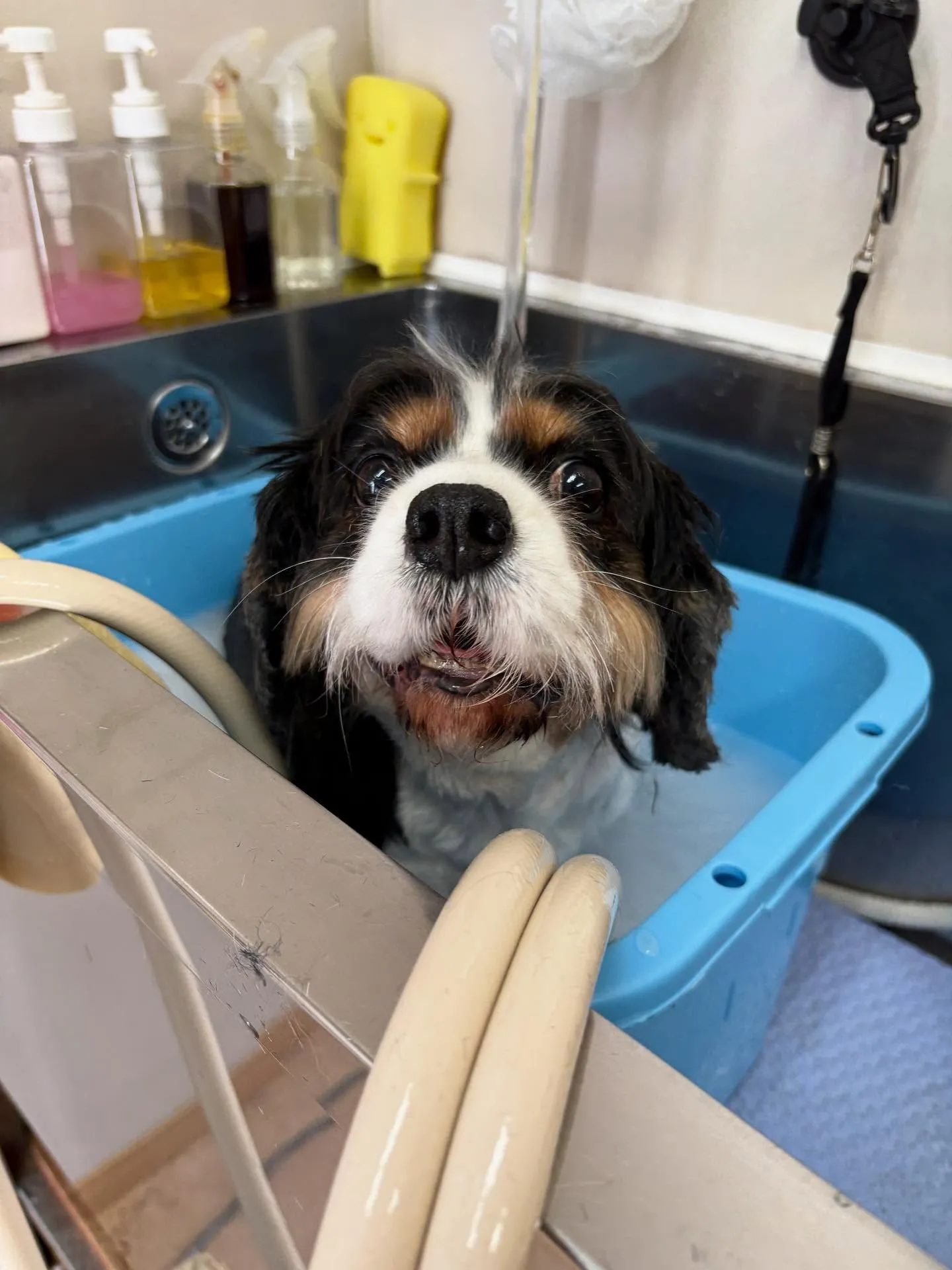 犬のトリミング✂️