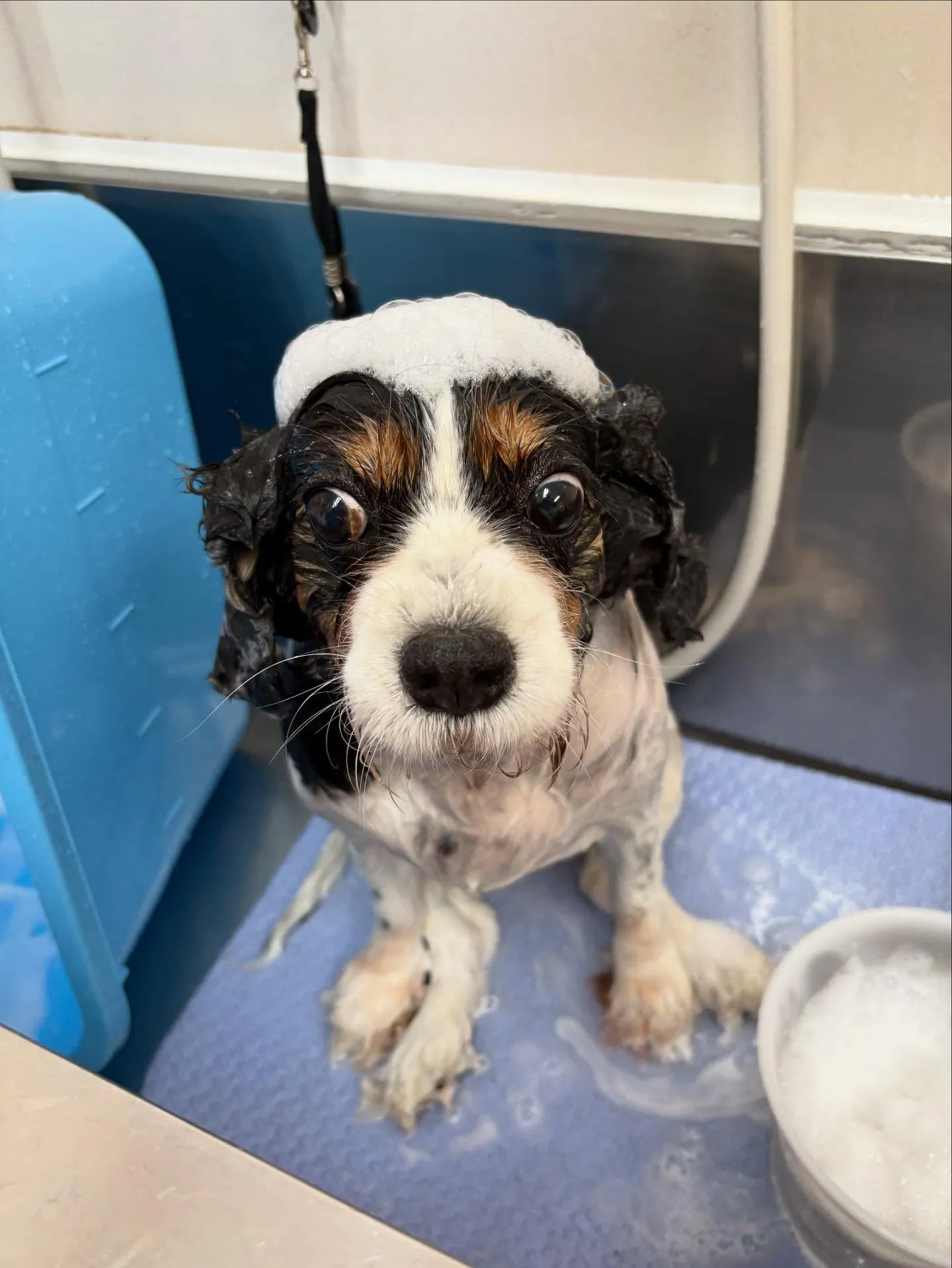 犬のトリミング✂️