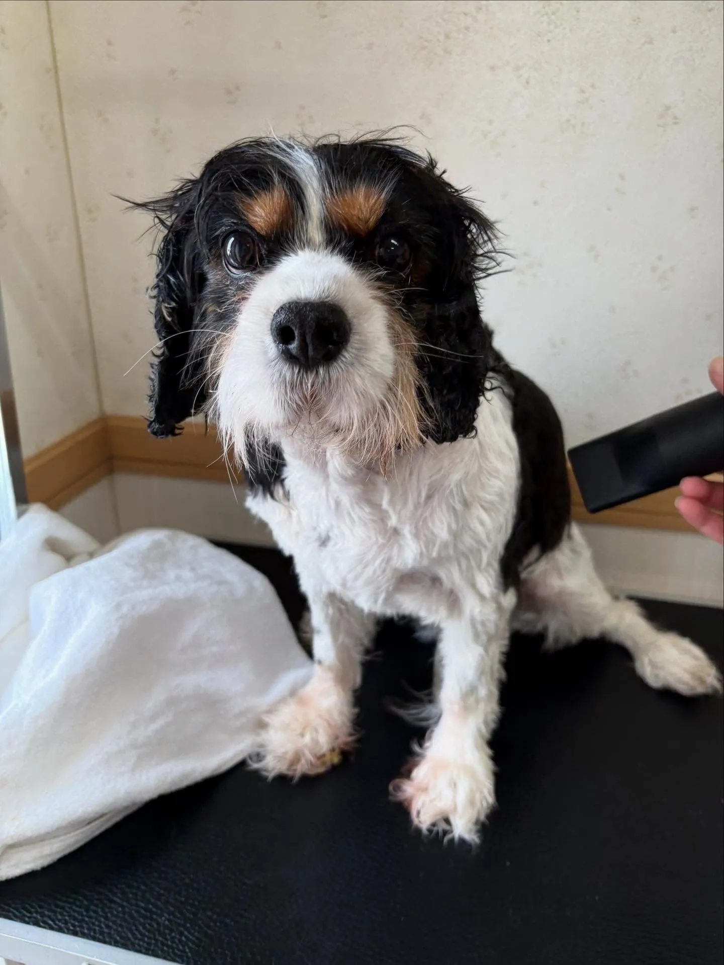 犬のトリミング✂️