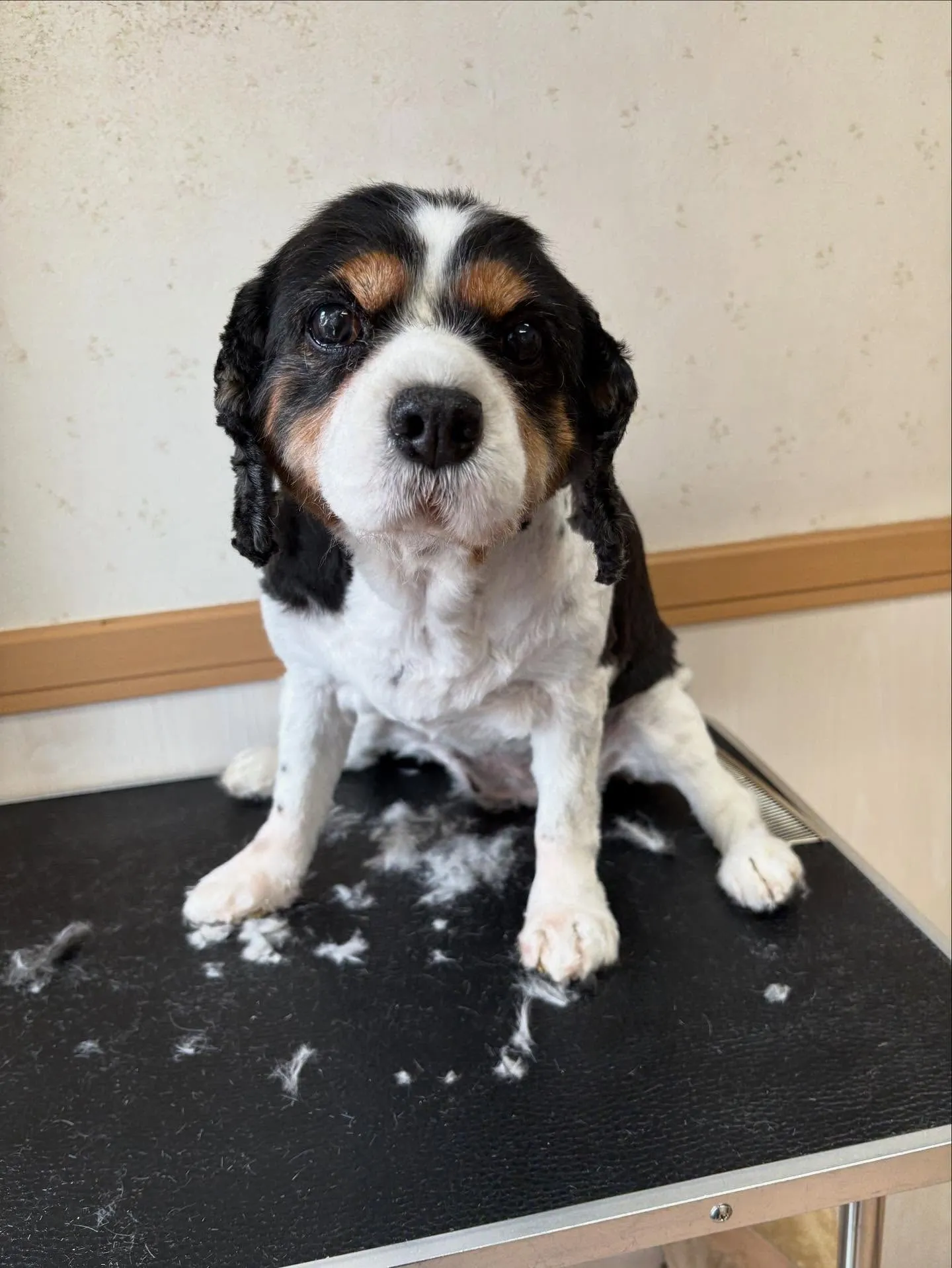 犬のトリミング✂️