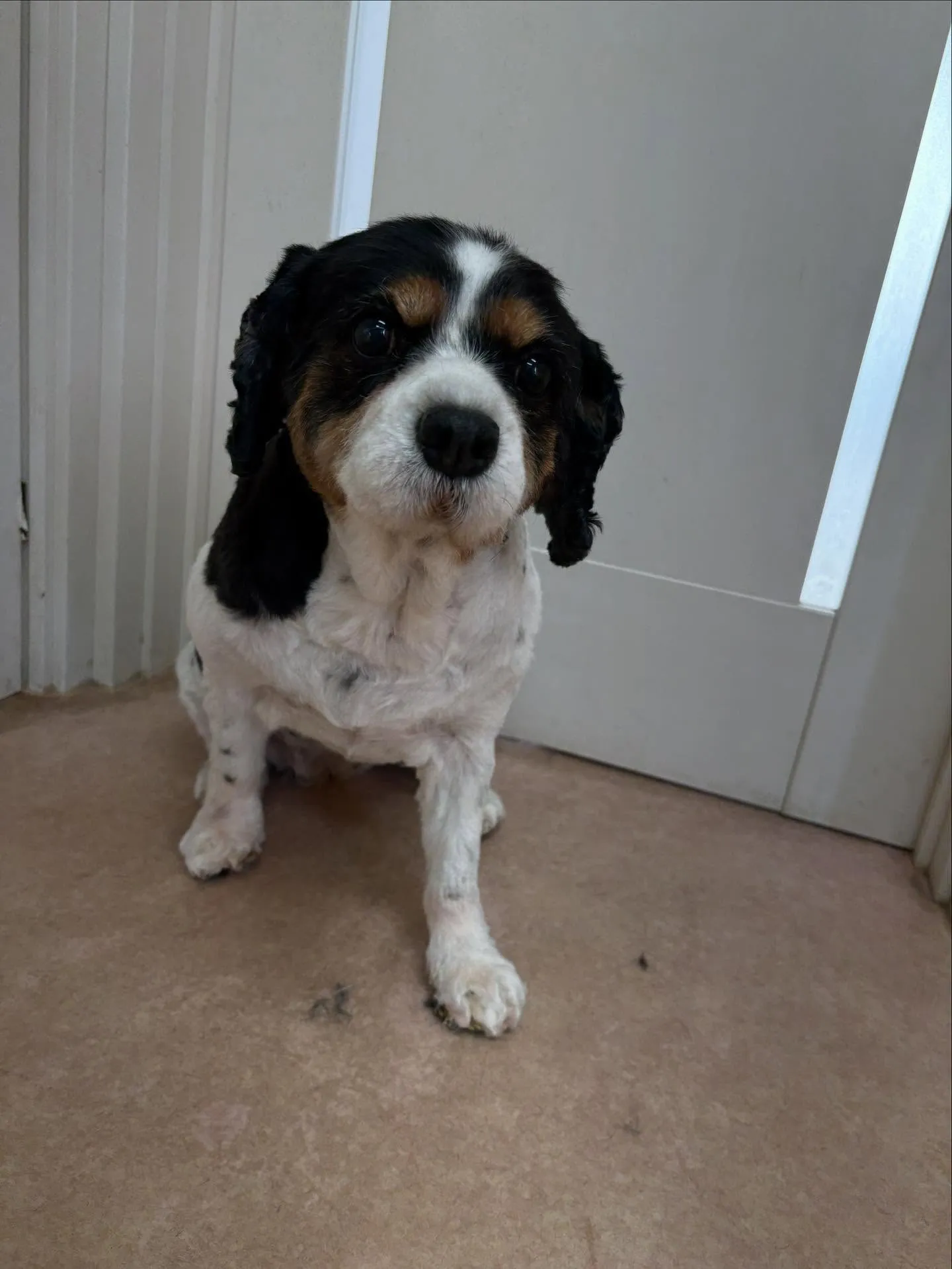 犬のトリミング✂️