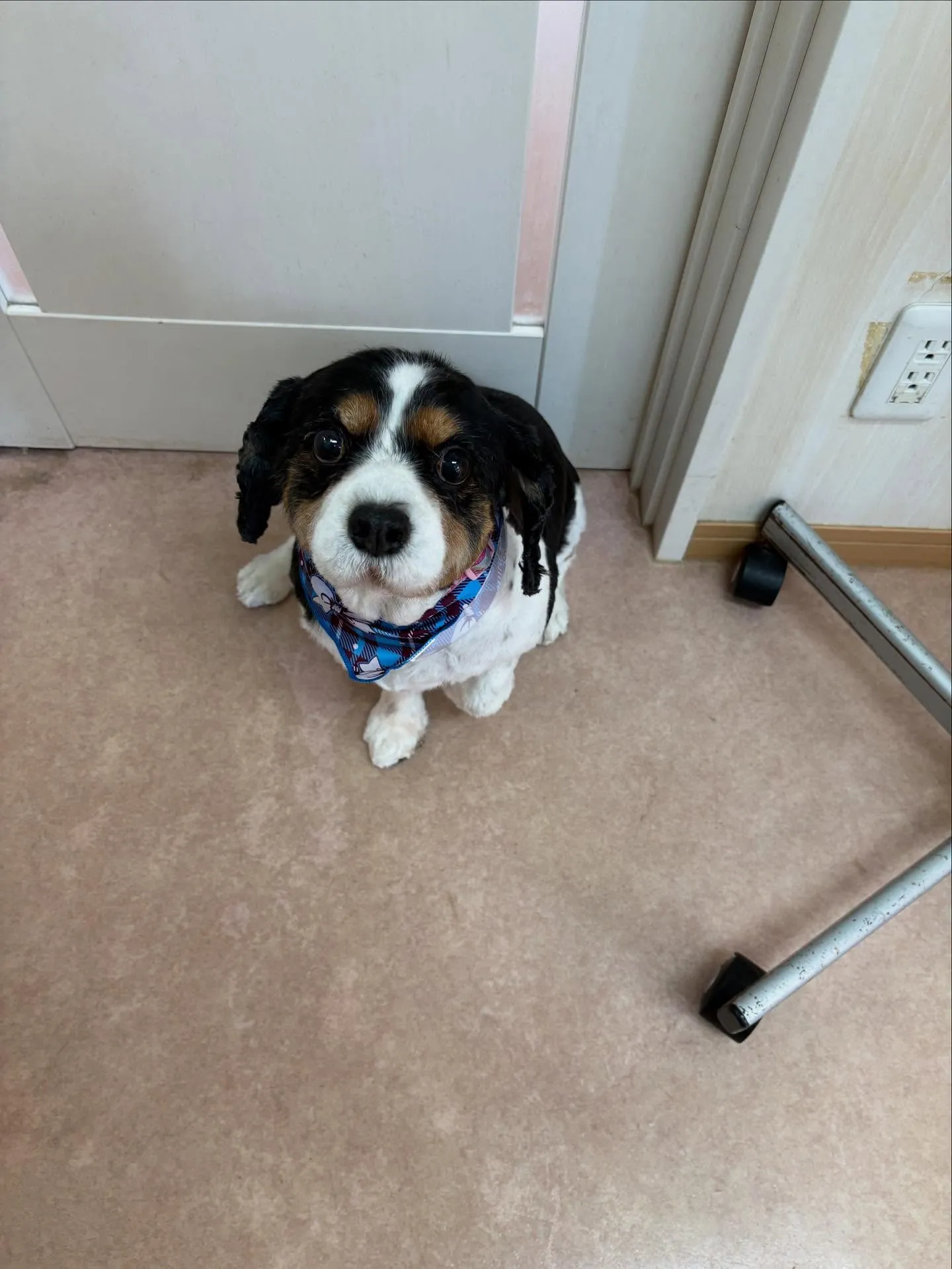 犬のトリミング✂️