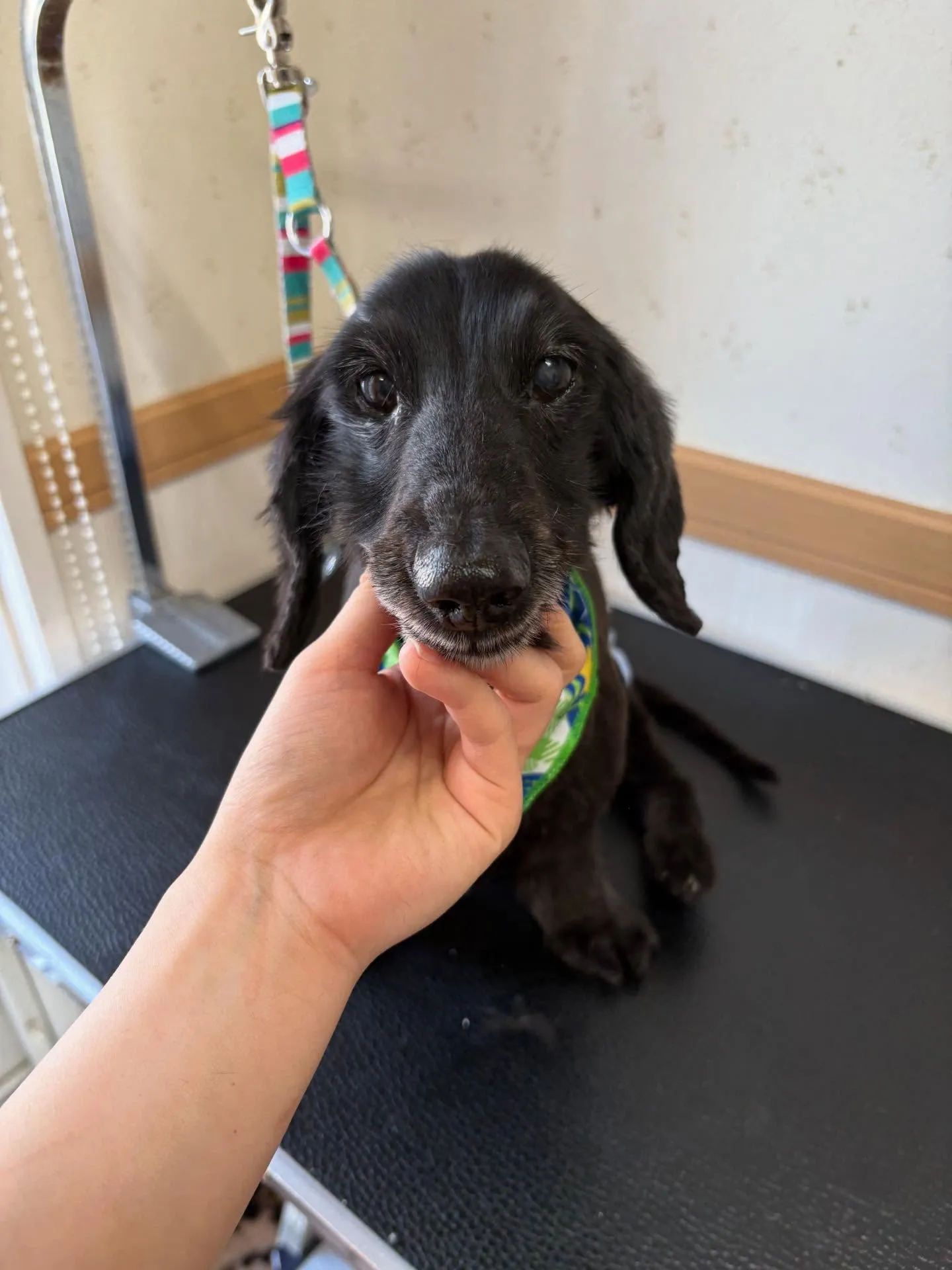 犬のトリミング✂️