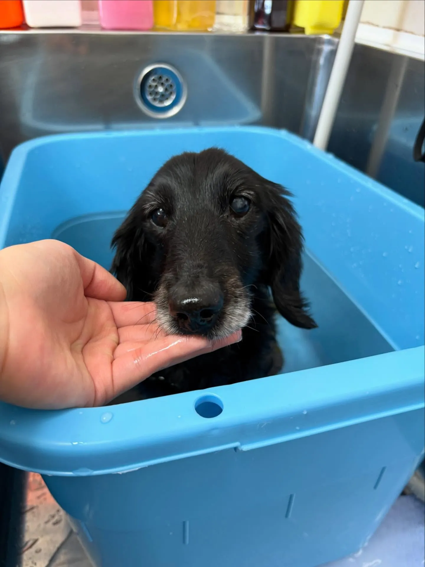 犬のトリミング✂️