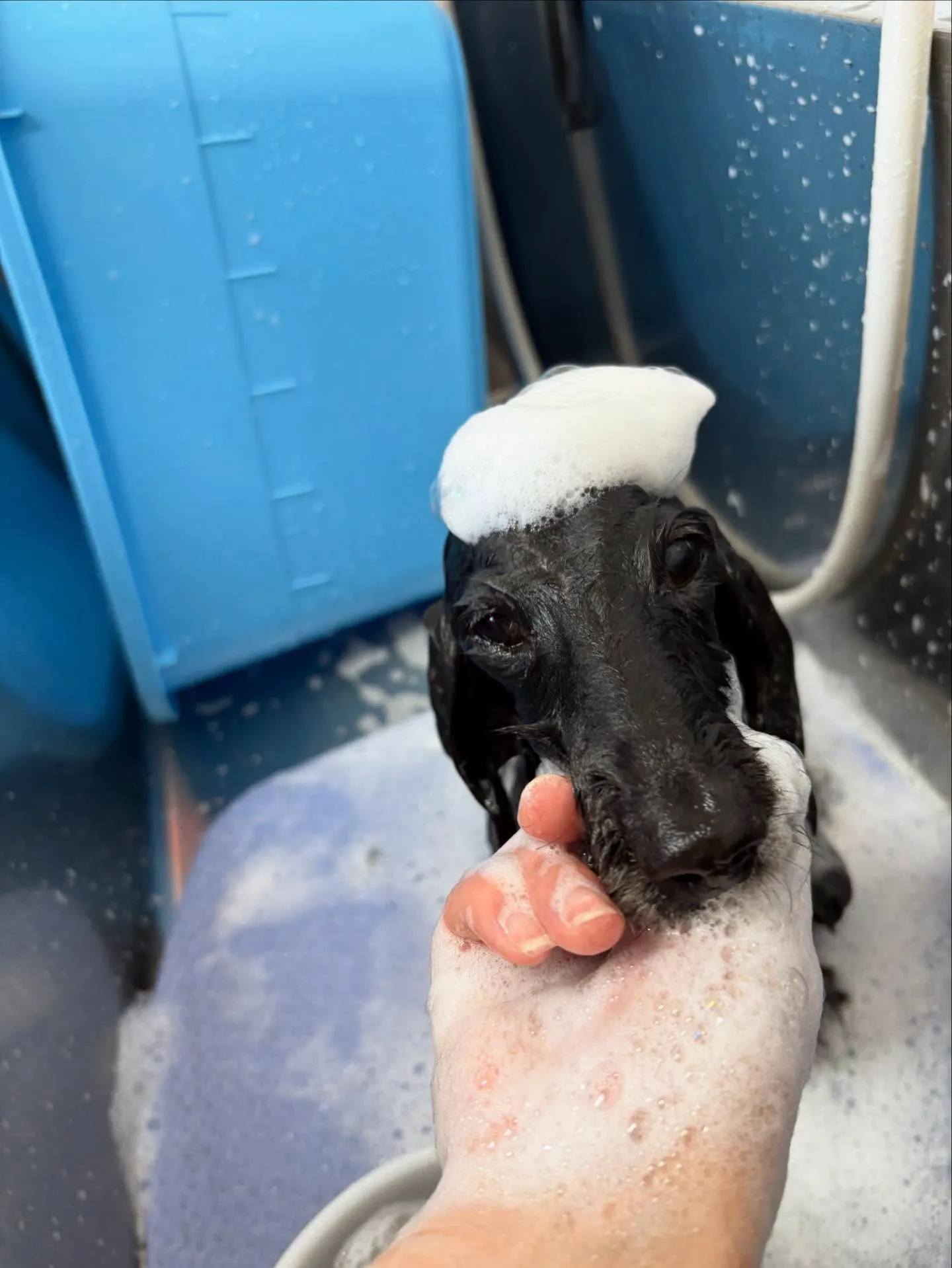 犬のトリミング✂️