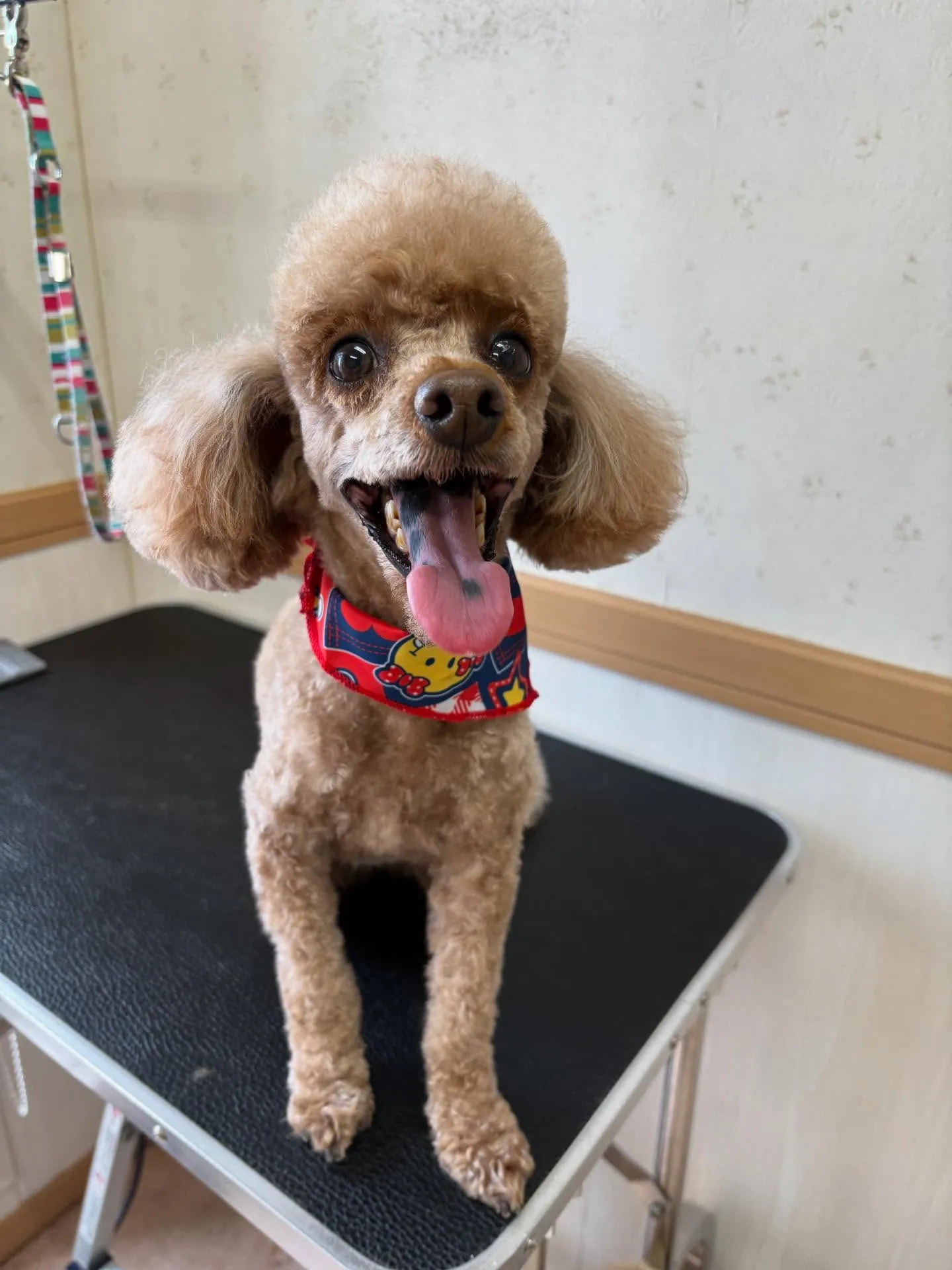 犬のトリミング✂️