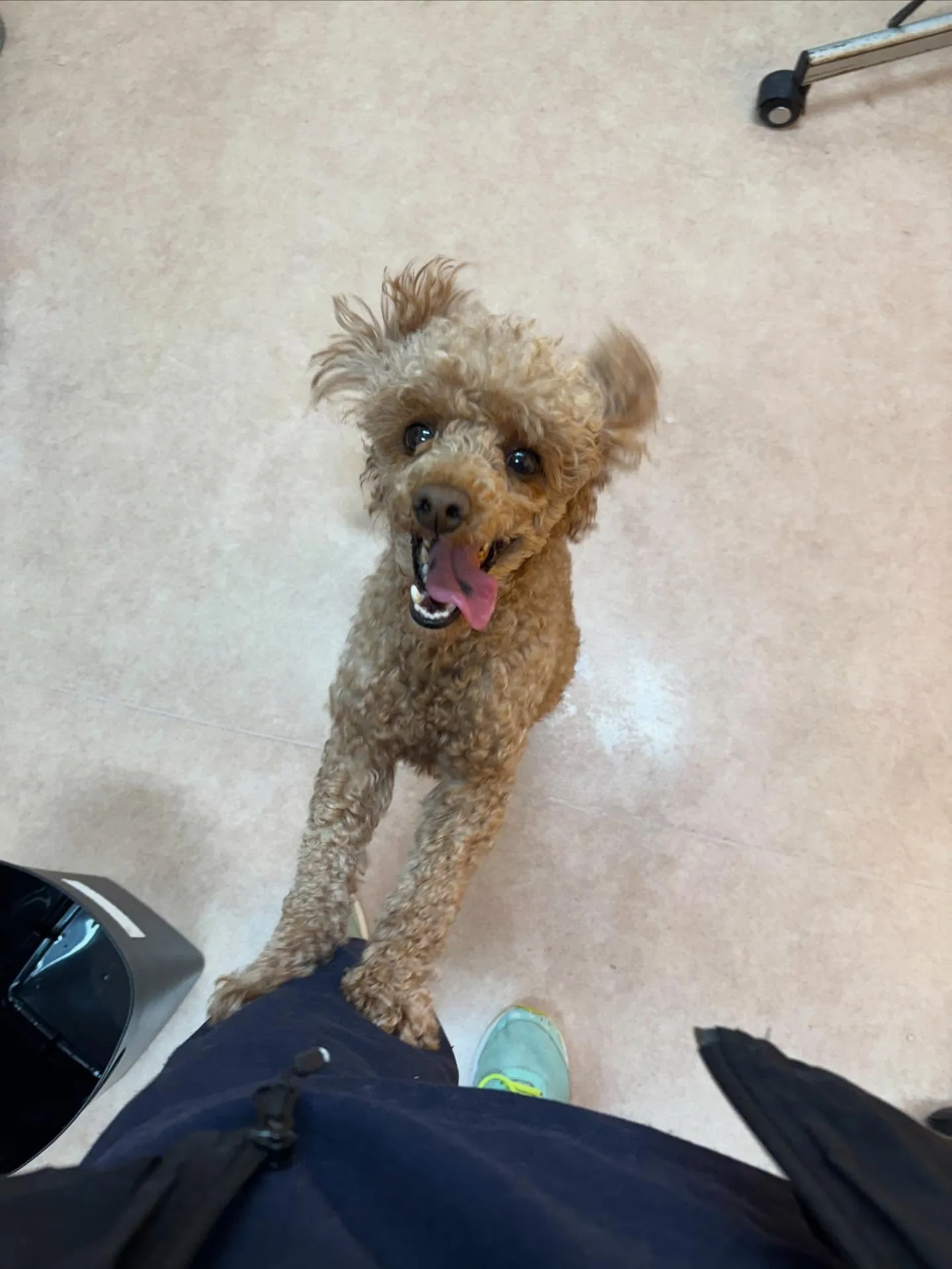 犬のトリミング✂️