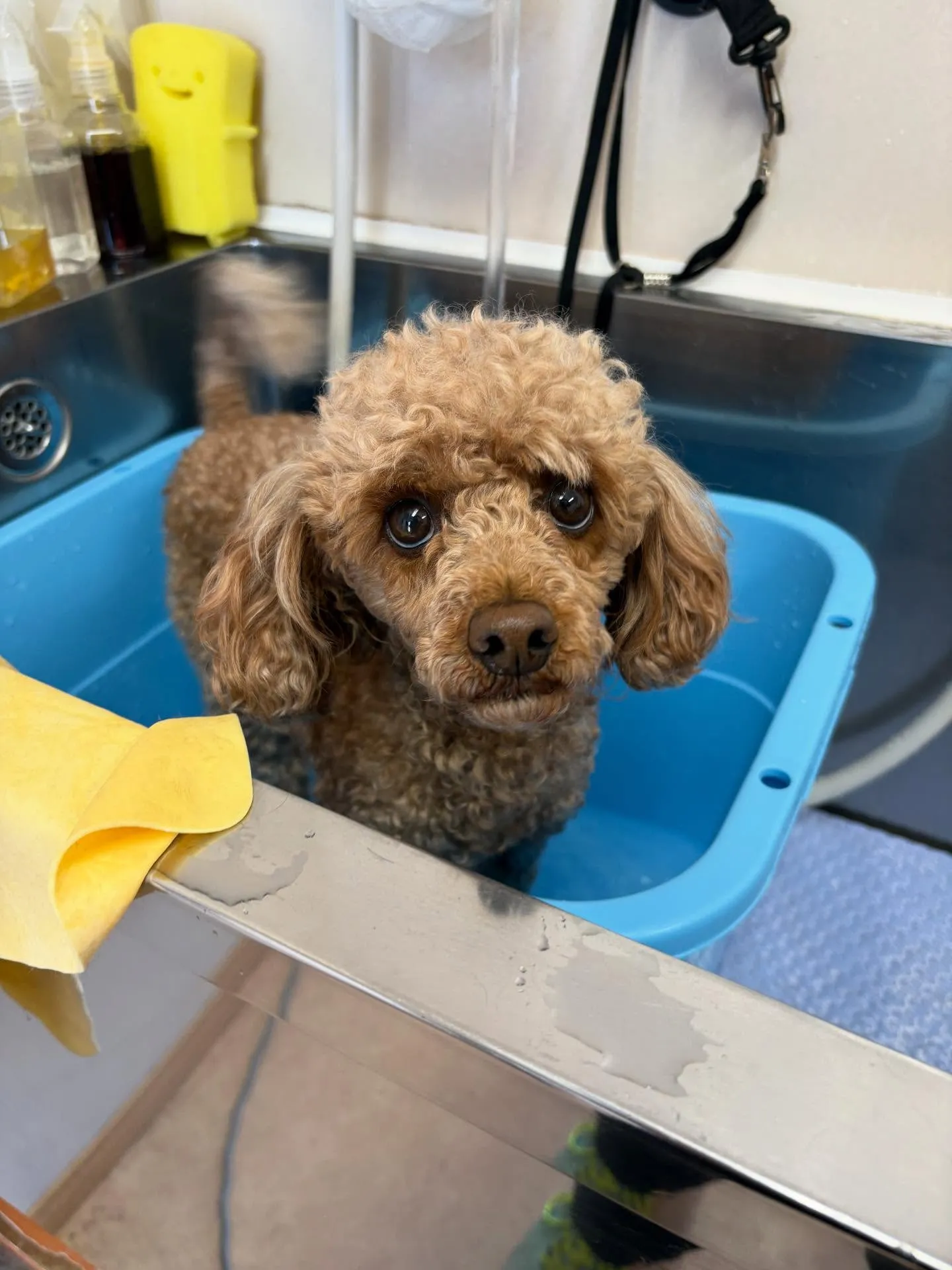 犬のトリミング✂️