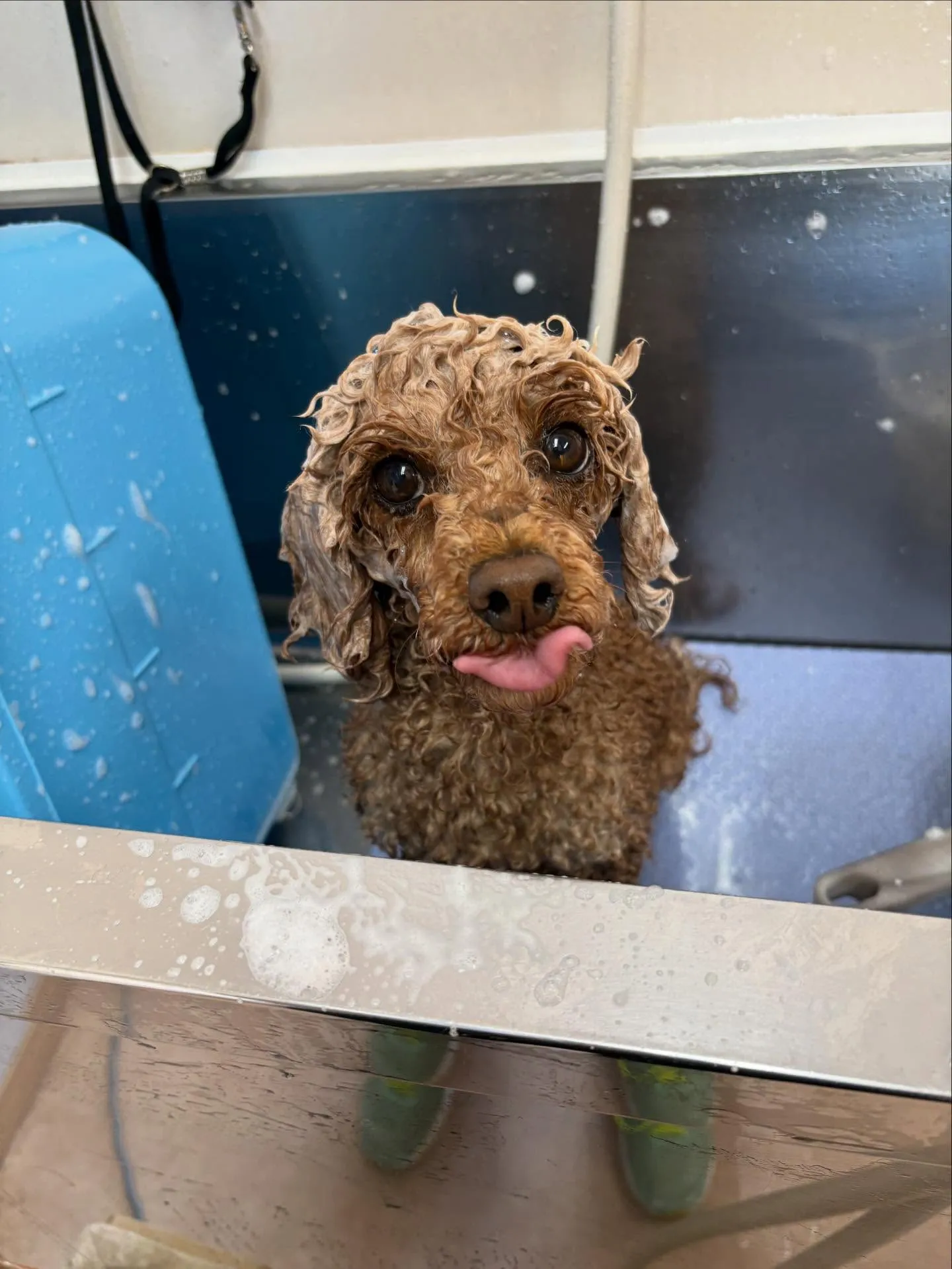 犬のトリミング✂️