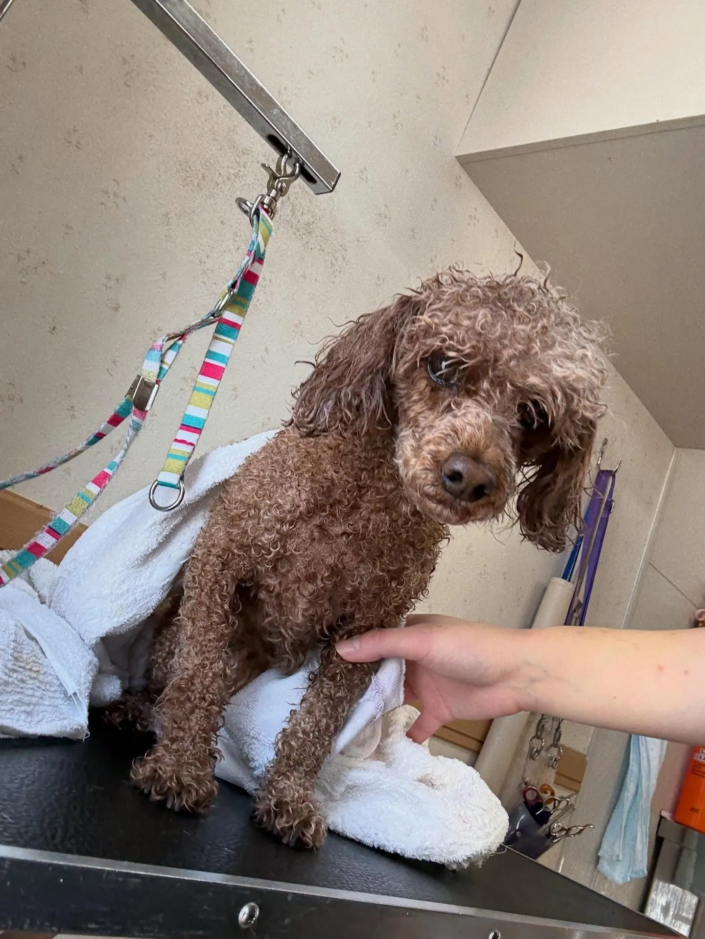 犬のトリミング✂️