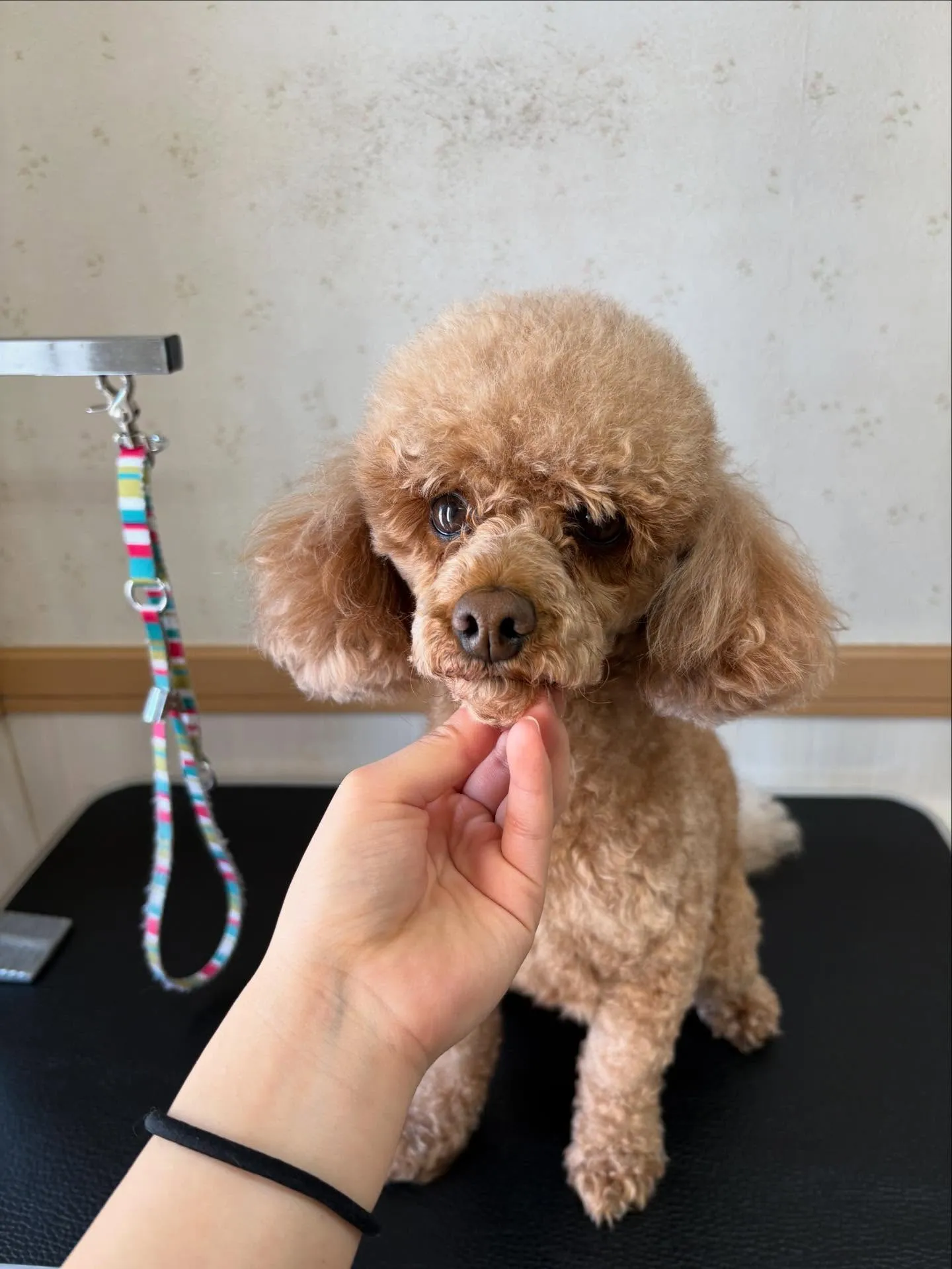 犬のトリミング✂️