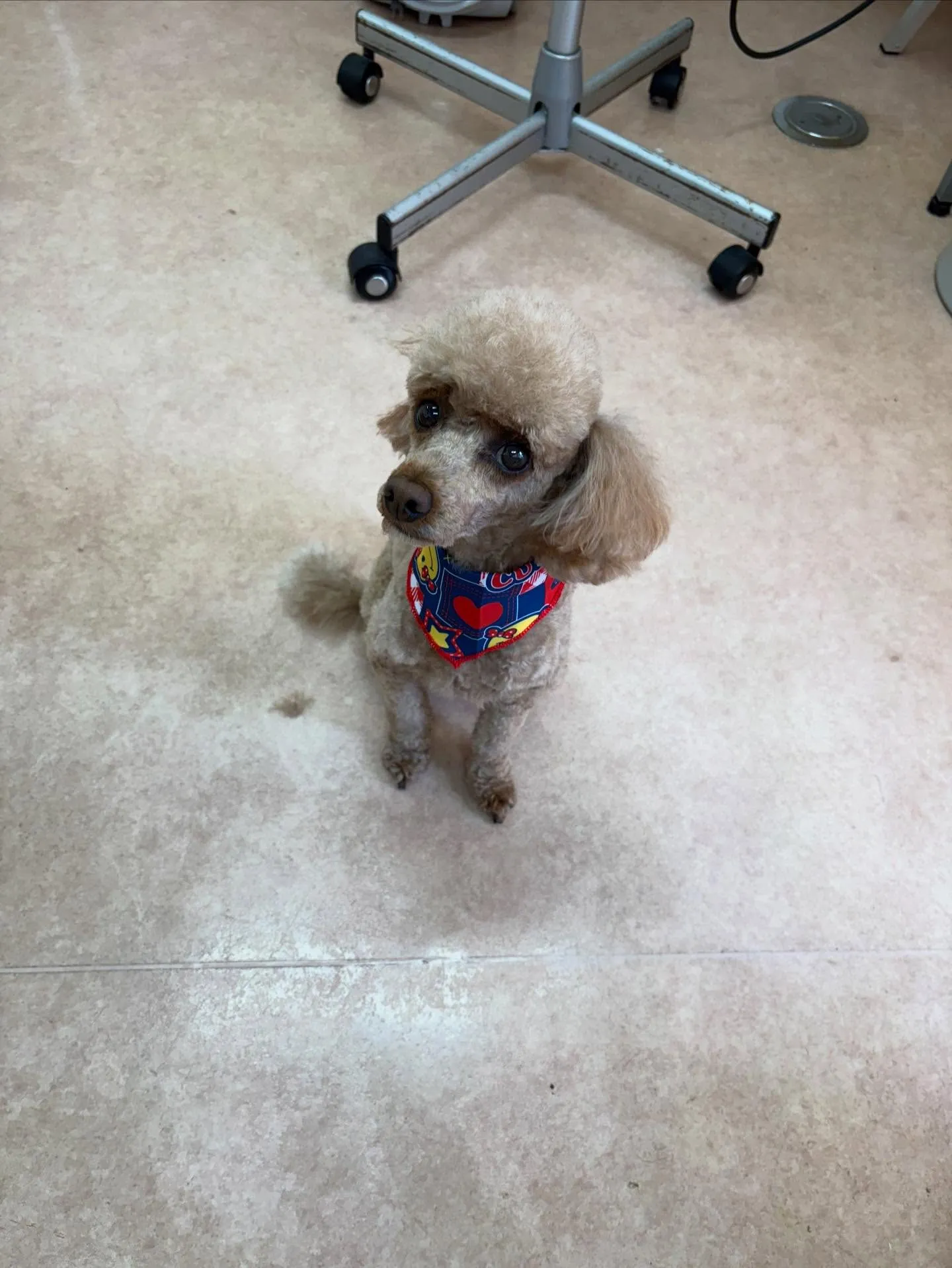 犬のトリミング✂️