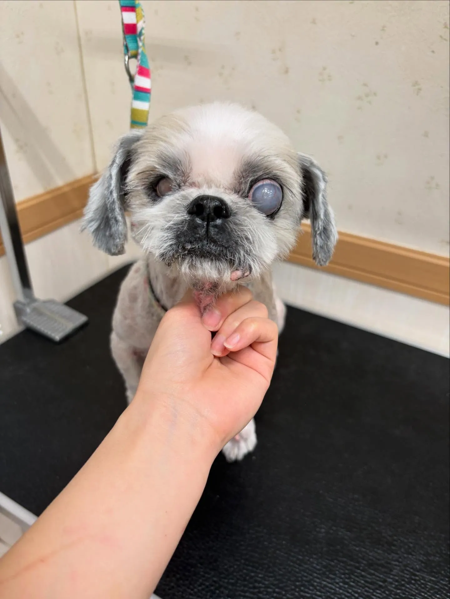 犬のトリミング✂️