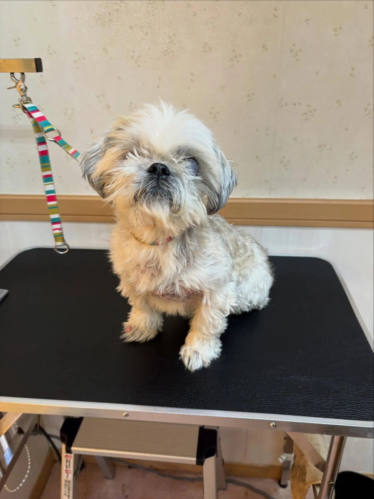 犬のトリミング✂️