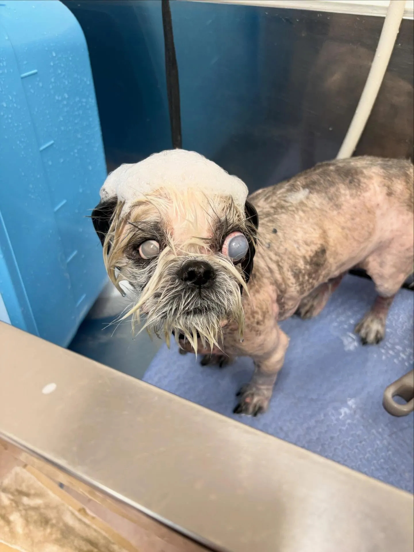 犬のトリミング✂️