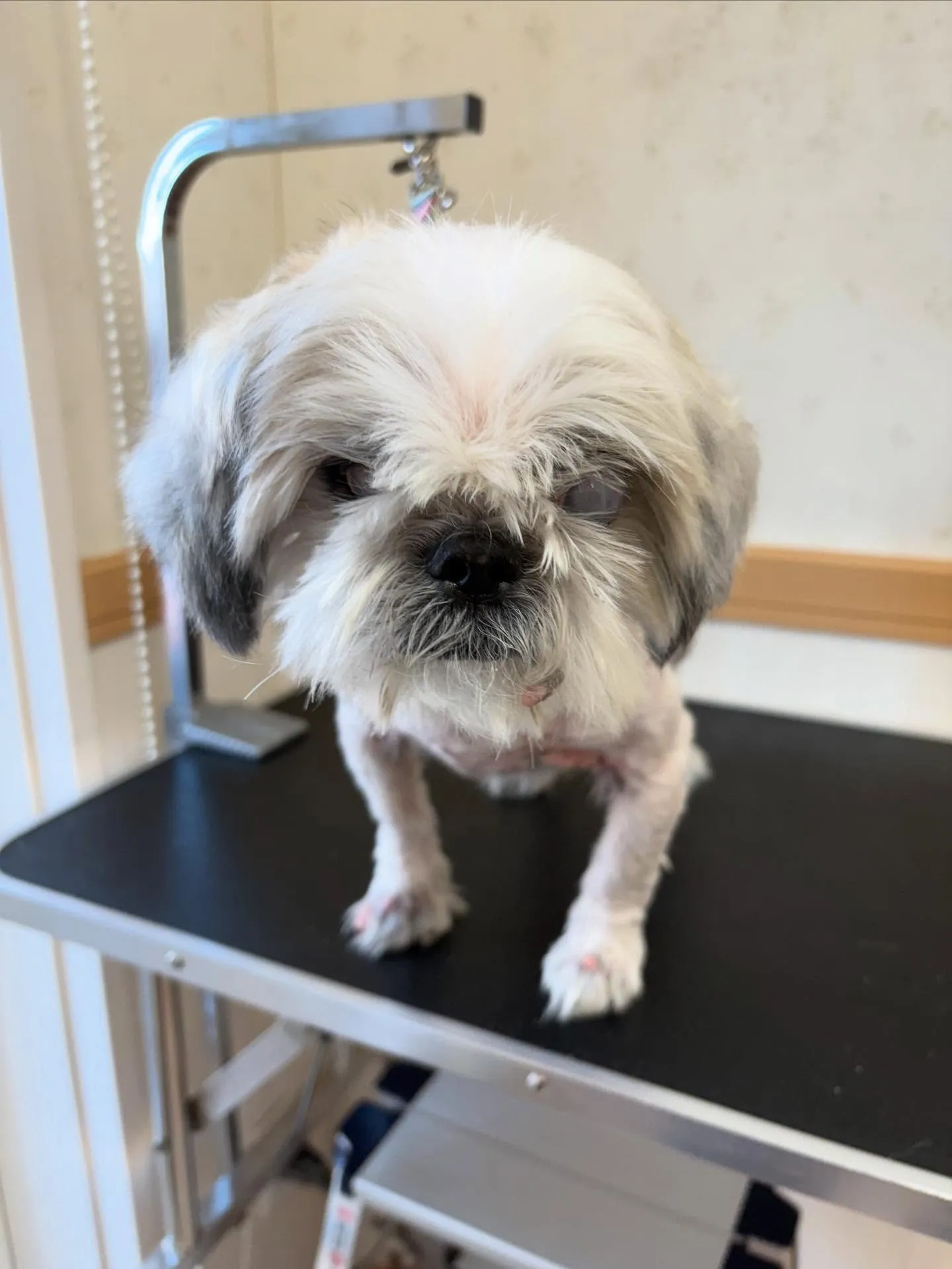 犬のトリミング✂️