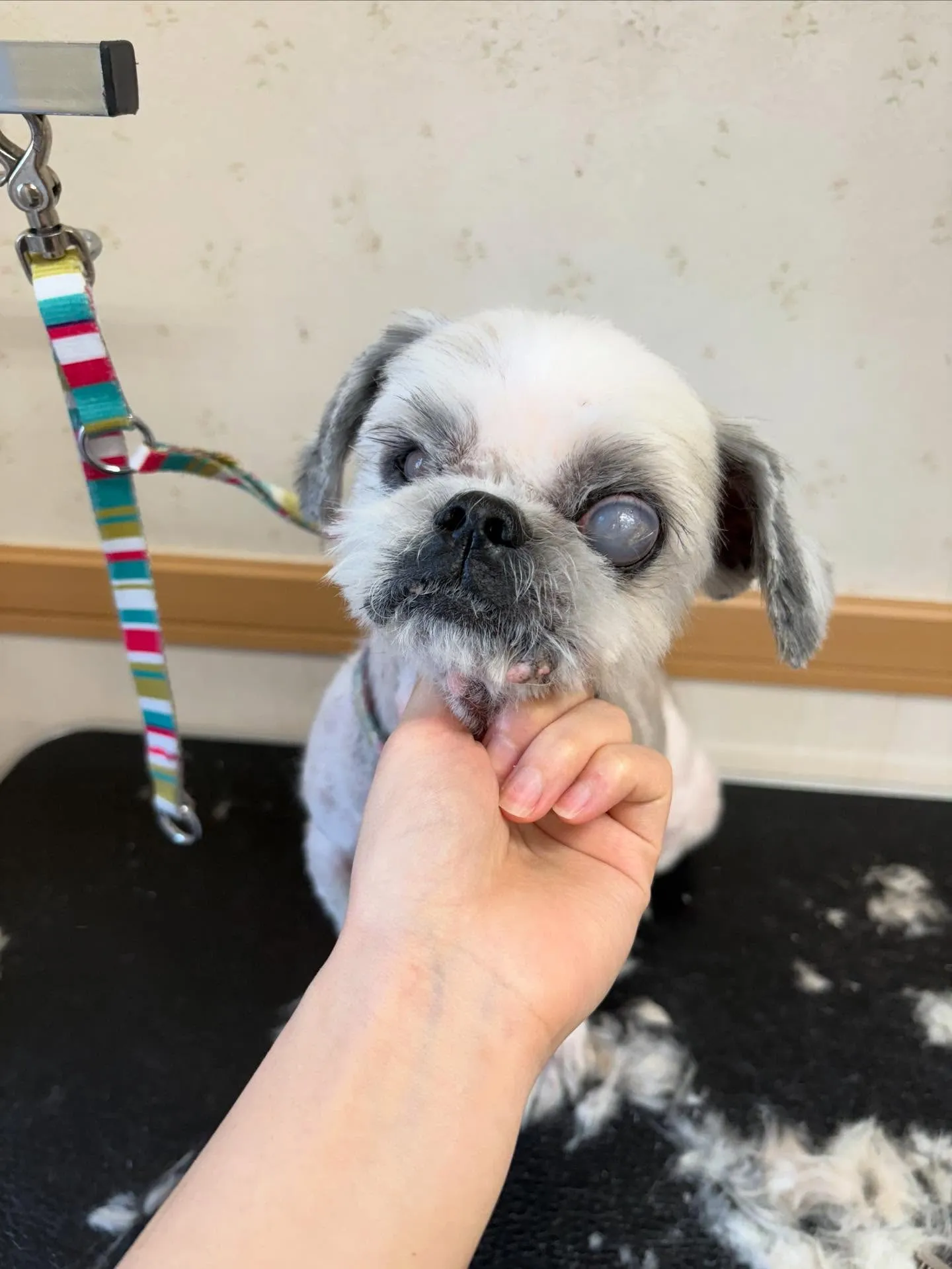 犬のトリミング✂️