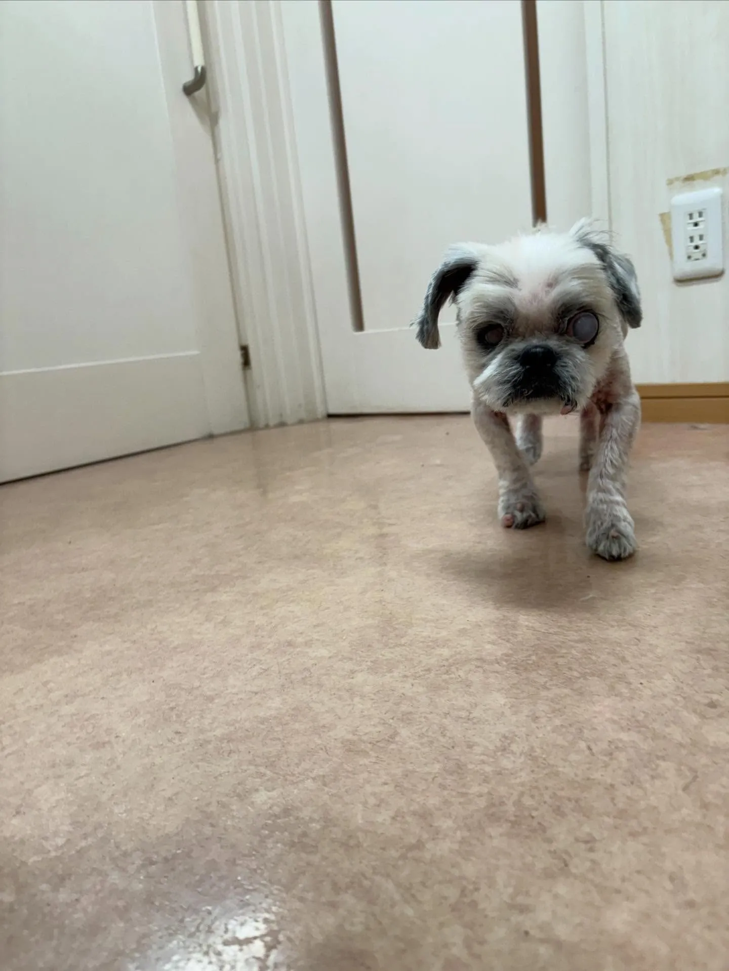 犬のトリミング✂️