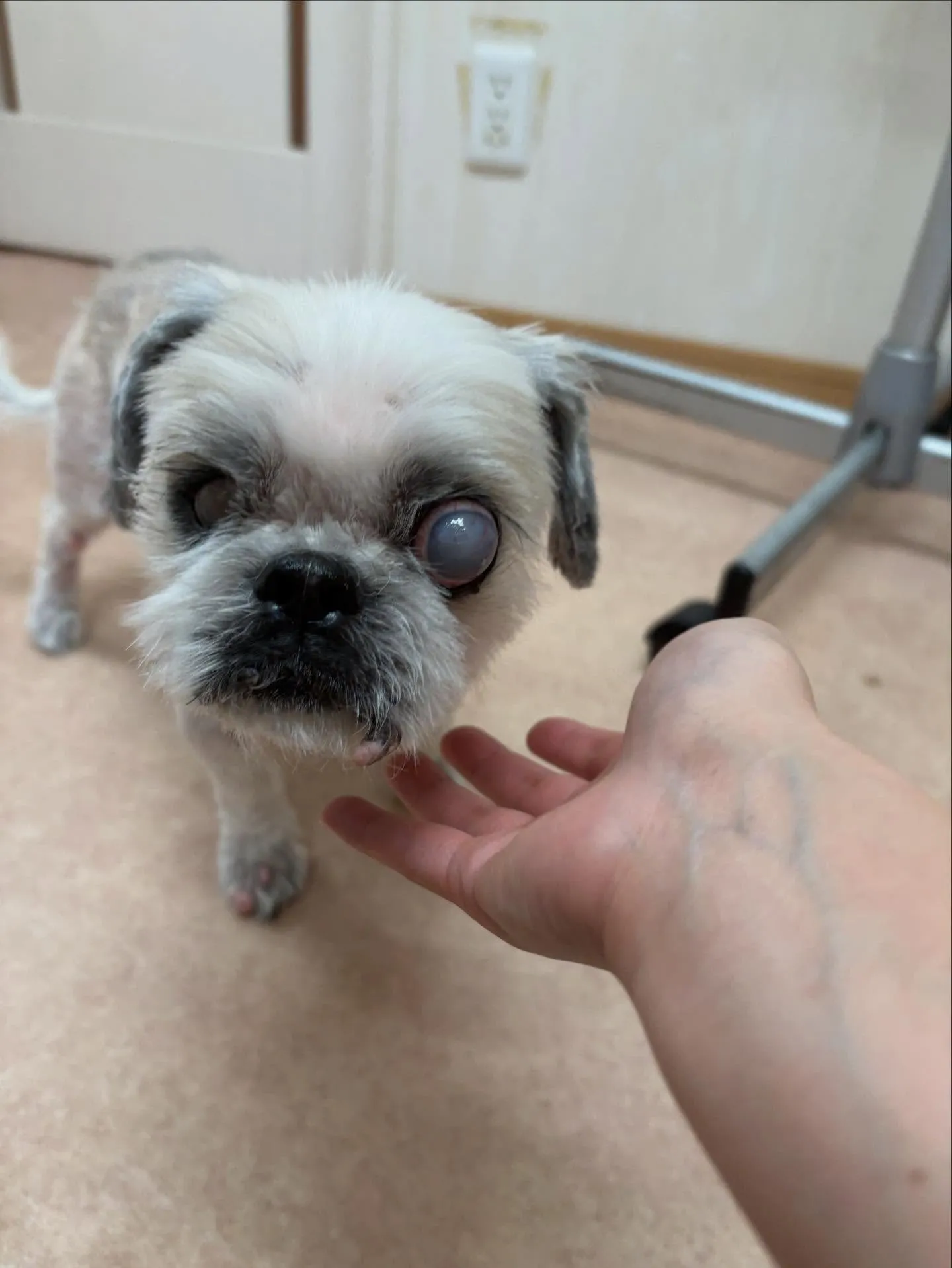 犬のトリミング✂️