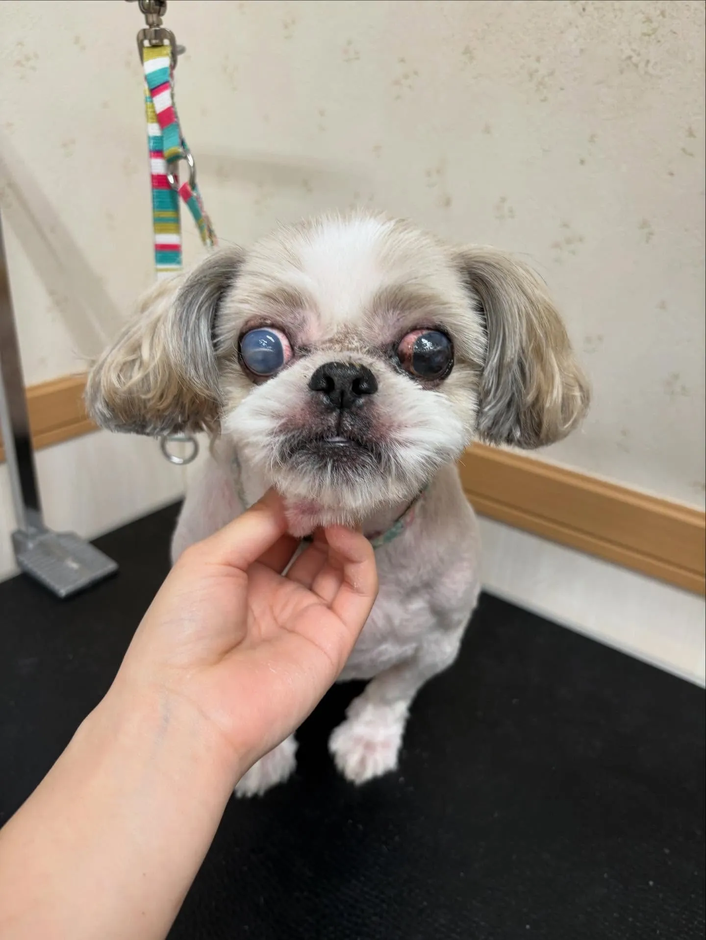 犬のトリミング✂️