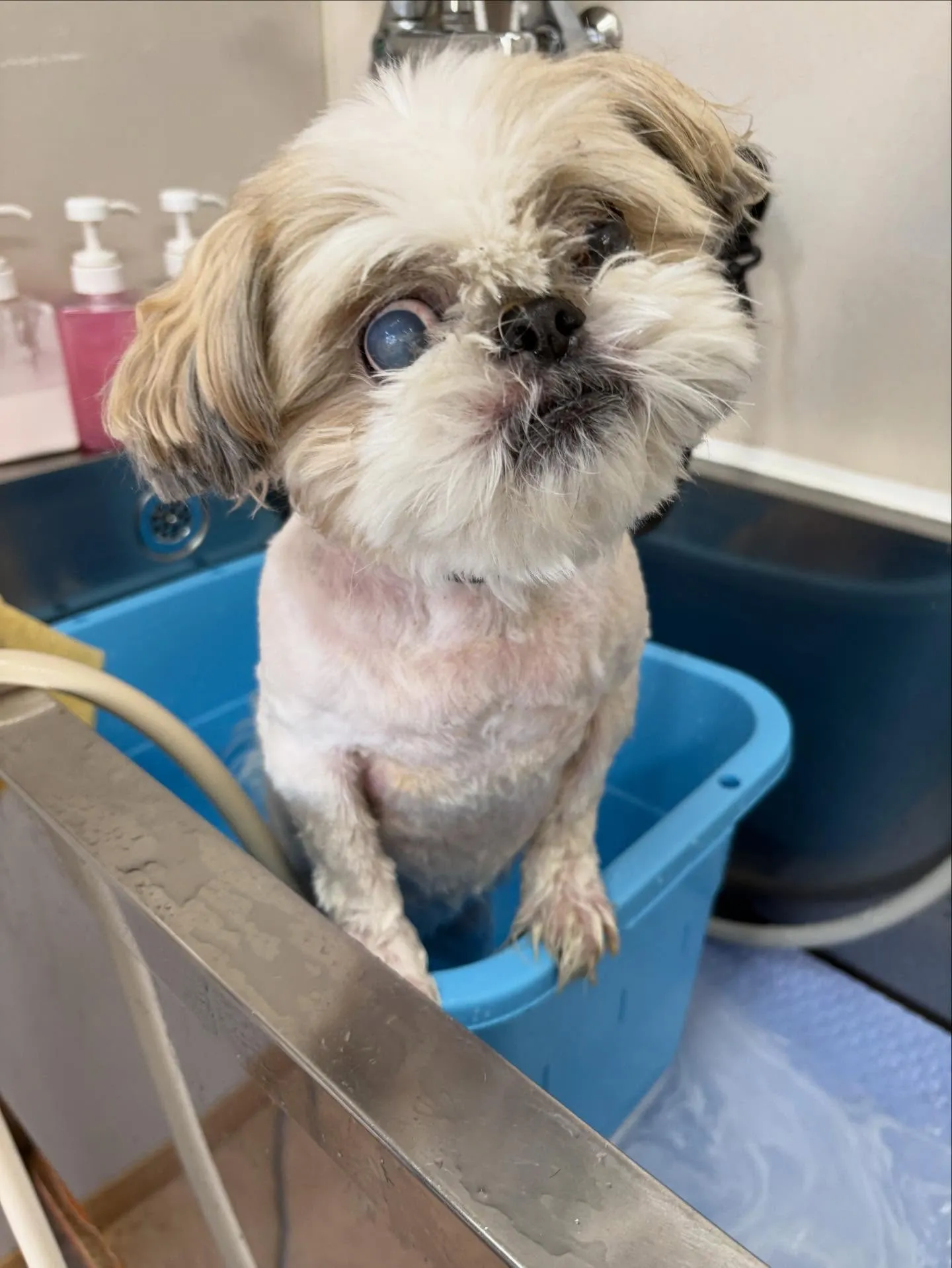 犬のトリミング✂️