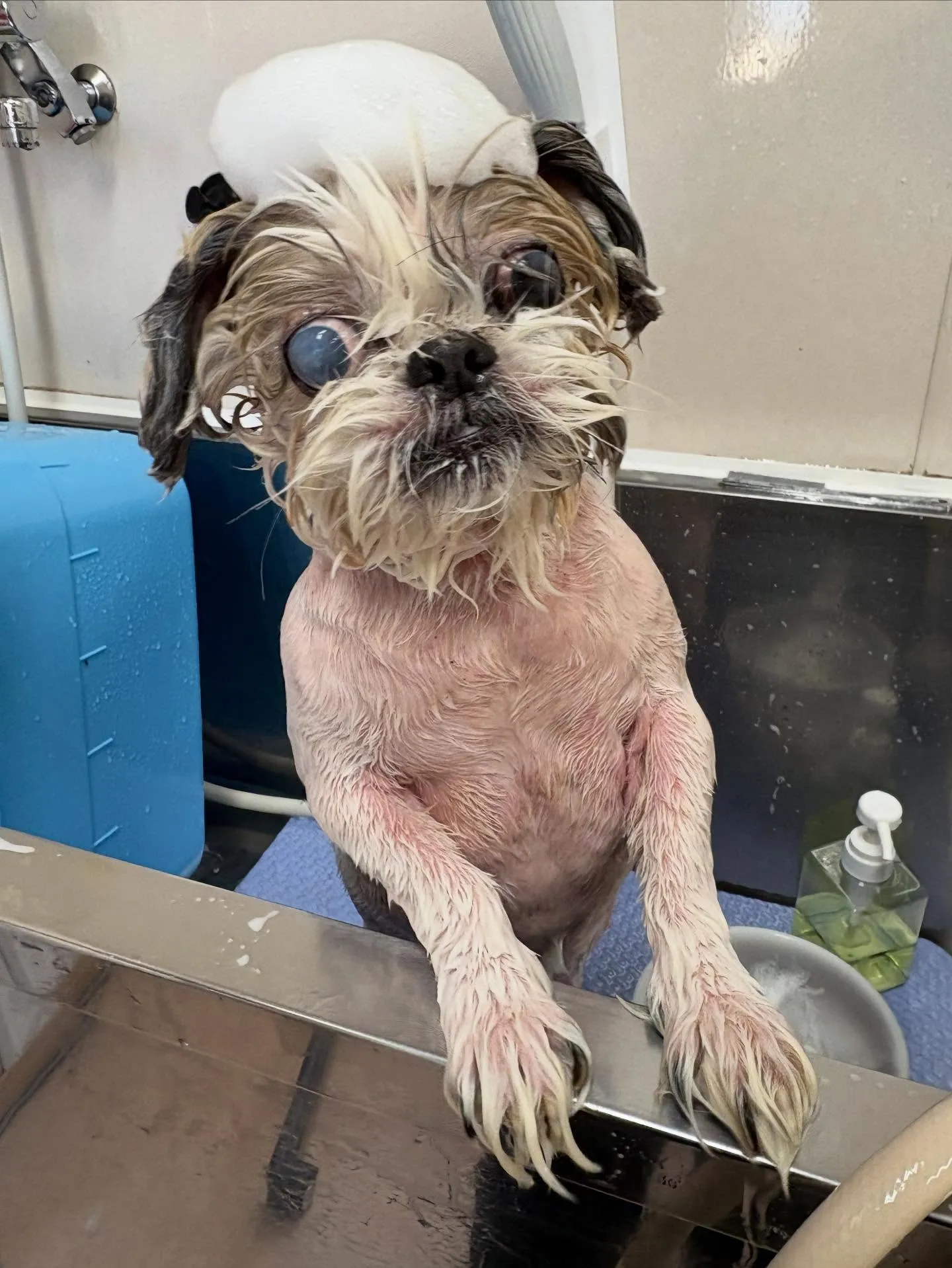 犬のトリミング✂️