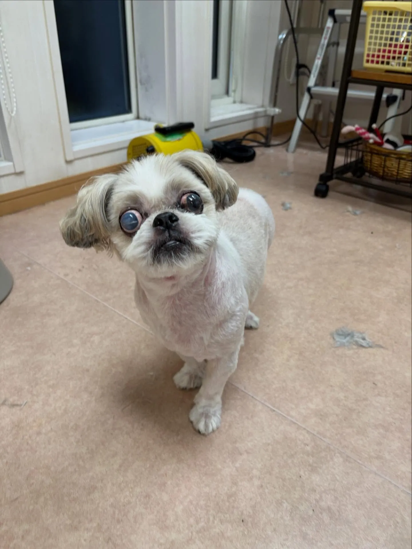 犬のトリミング✂️