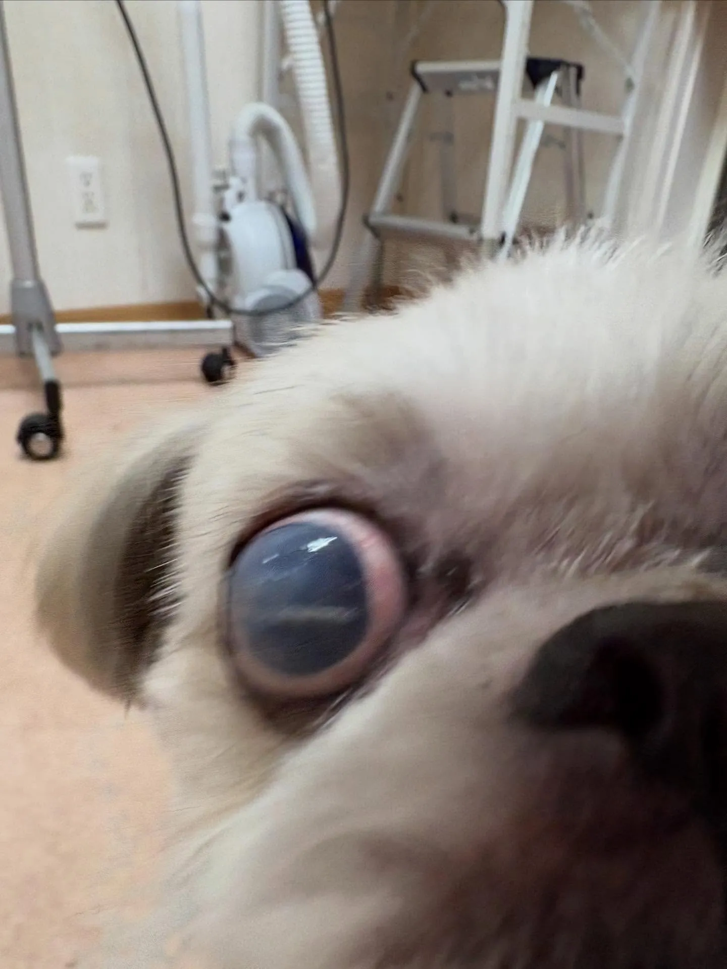 犬のトリミング✂️