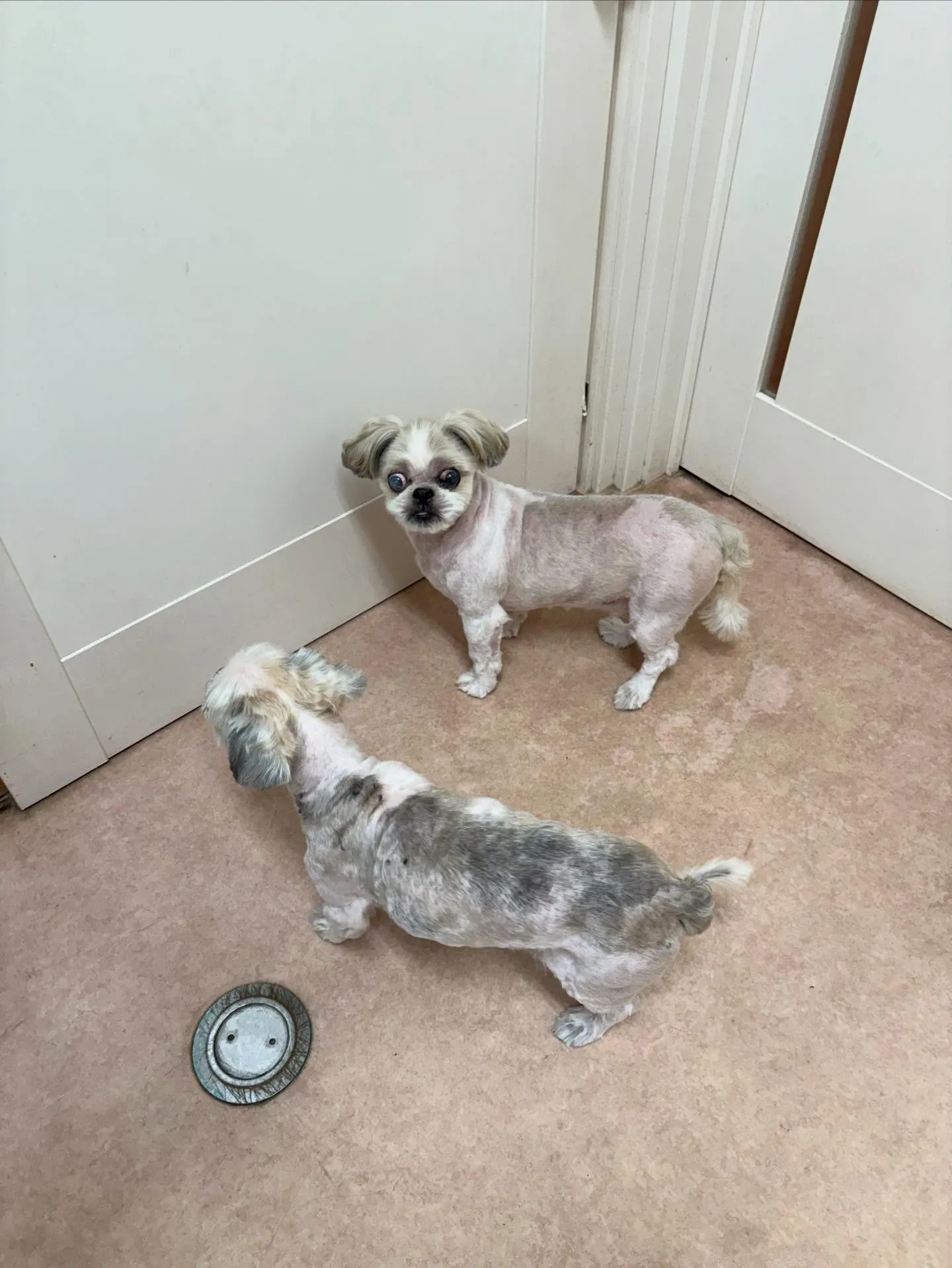 犬のトリミング✂️