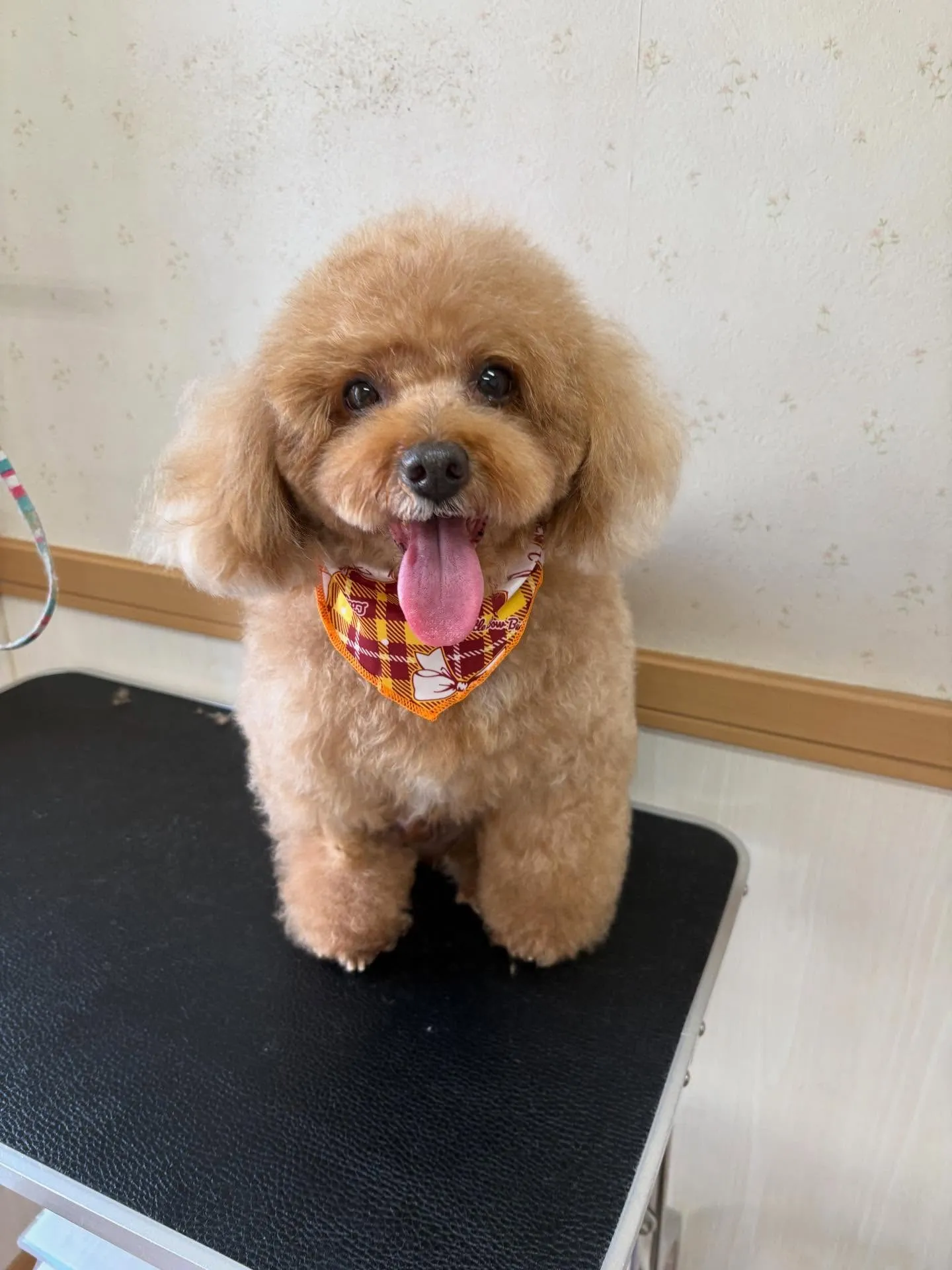 犬のトリミング✂️