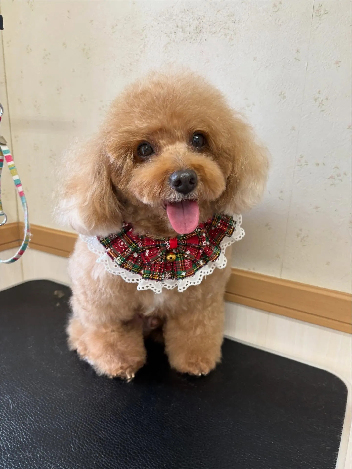 犬のトリミング✂️