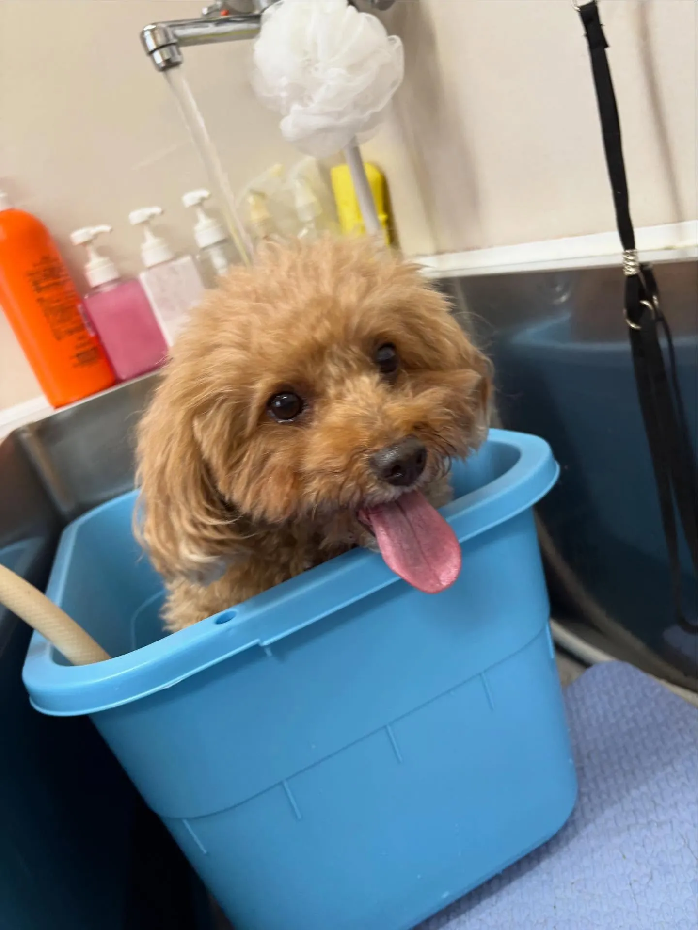 犬のトリミング✂️