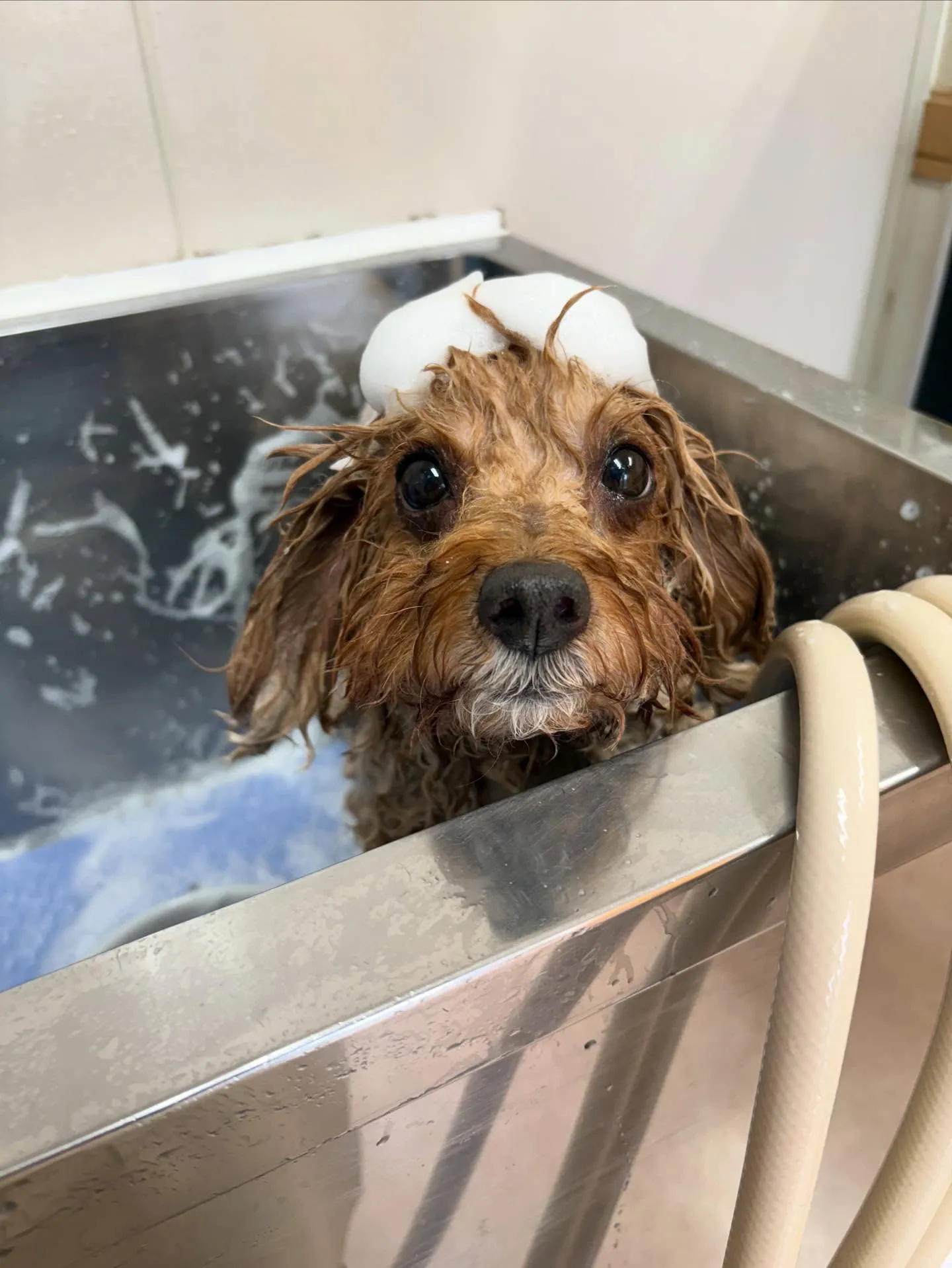 犬のトリミング✂️