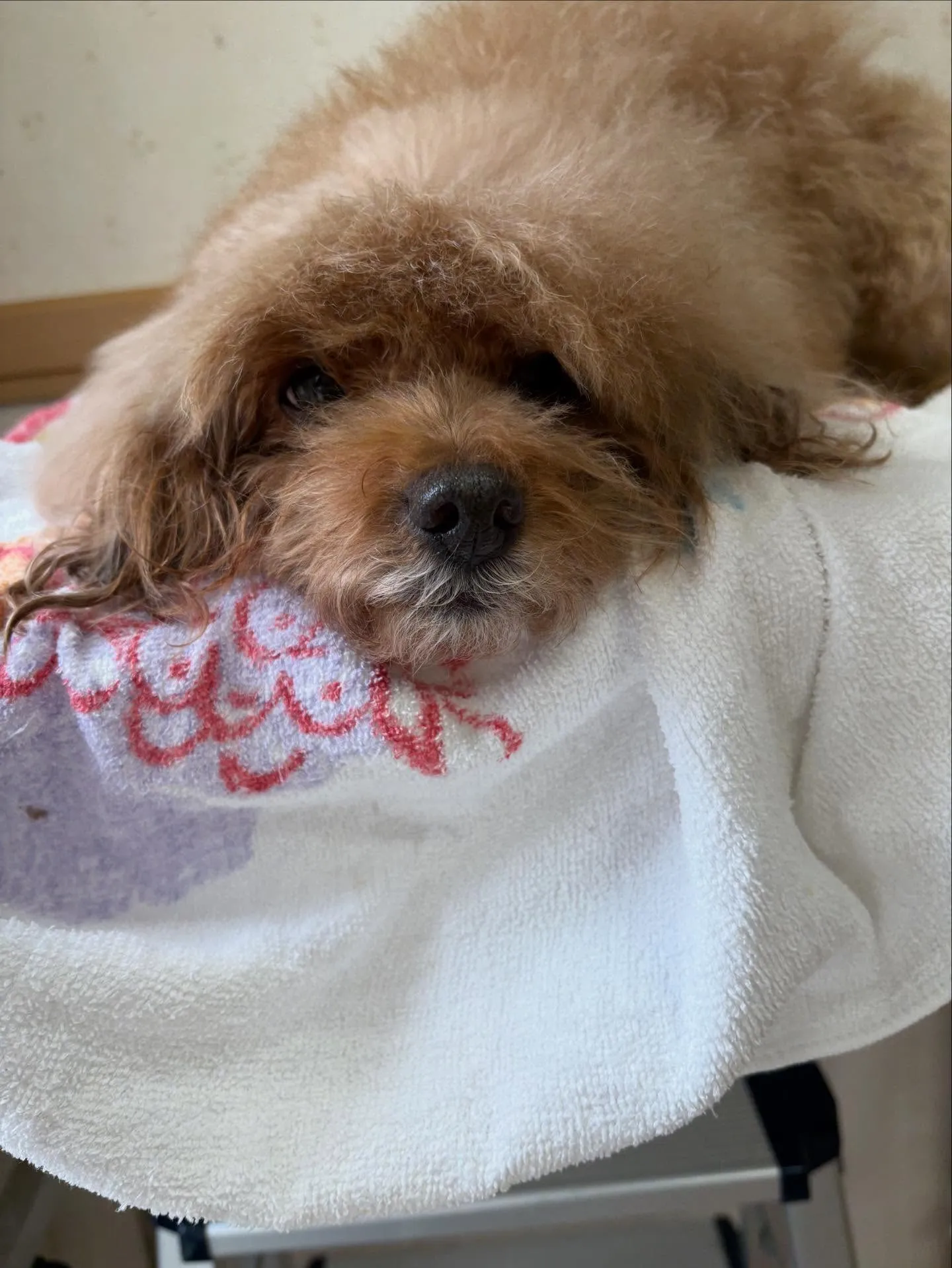 犬のトリミング✂️