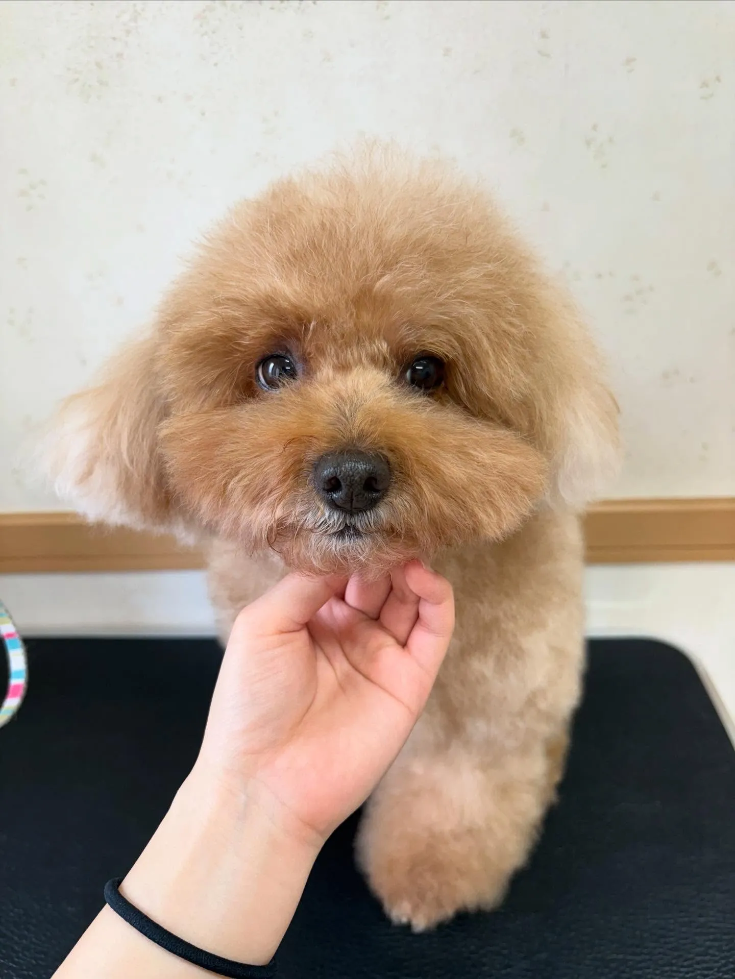 犬のトリミング✂️