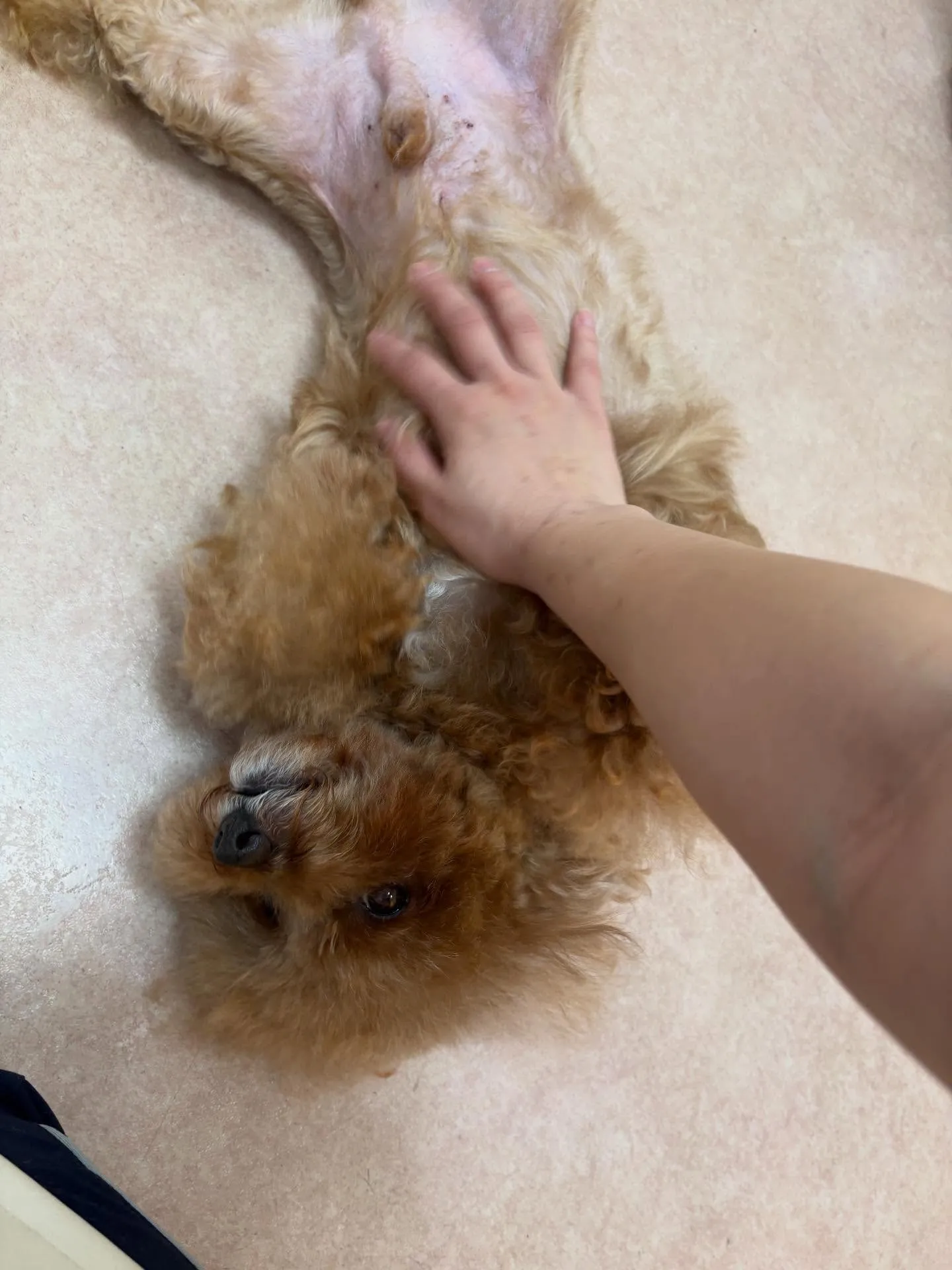 犬のトリミング✂️