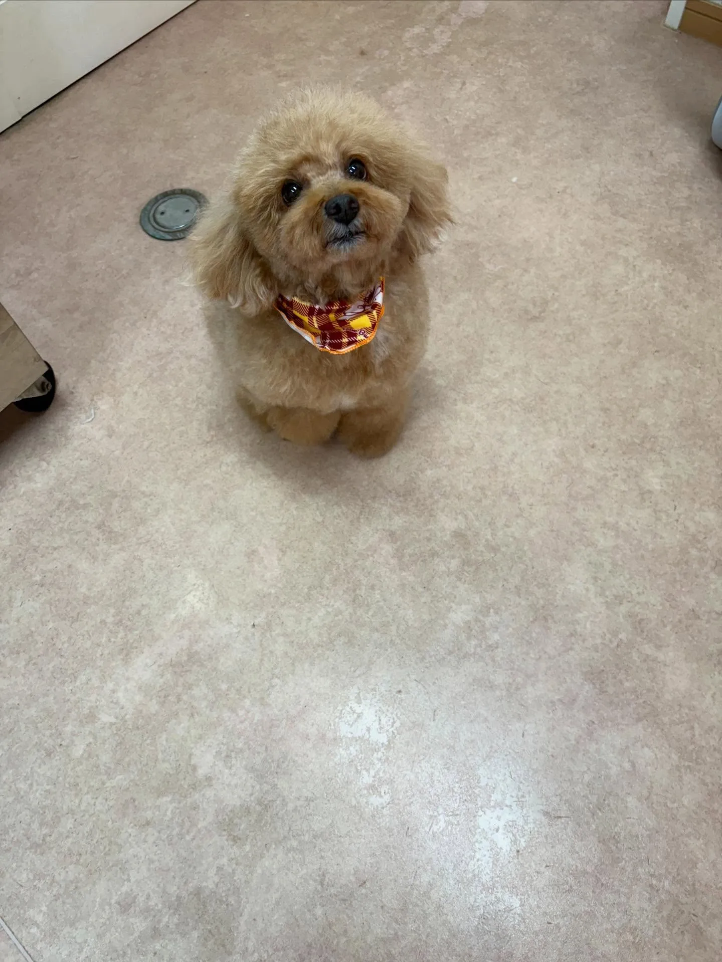 犬のトリミング✂️