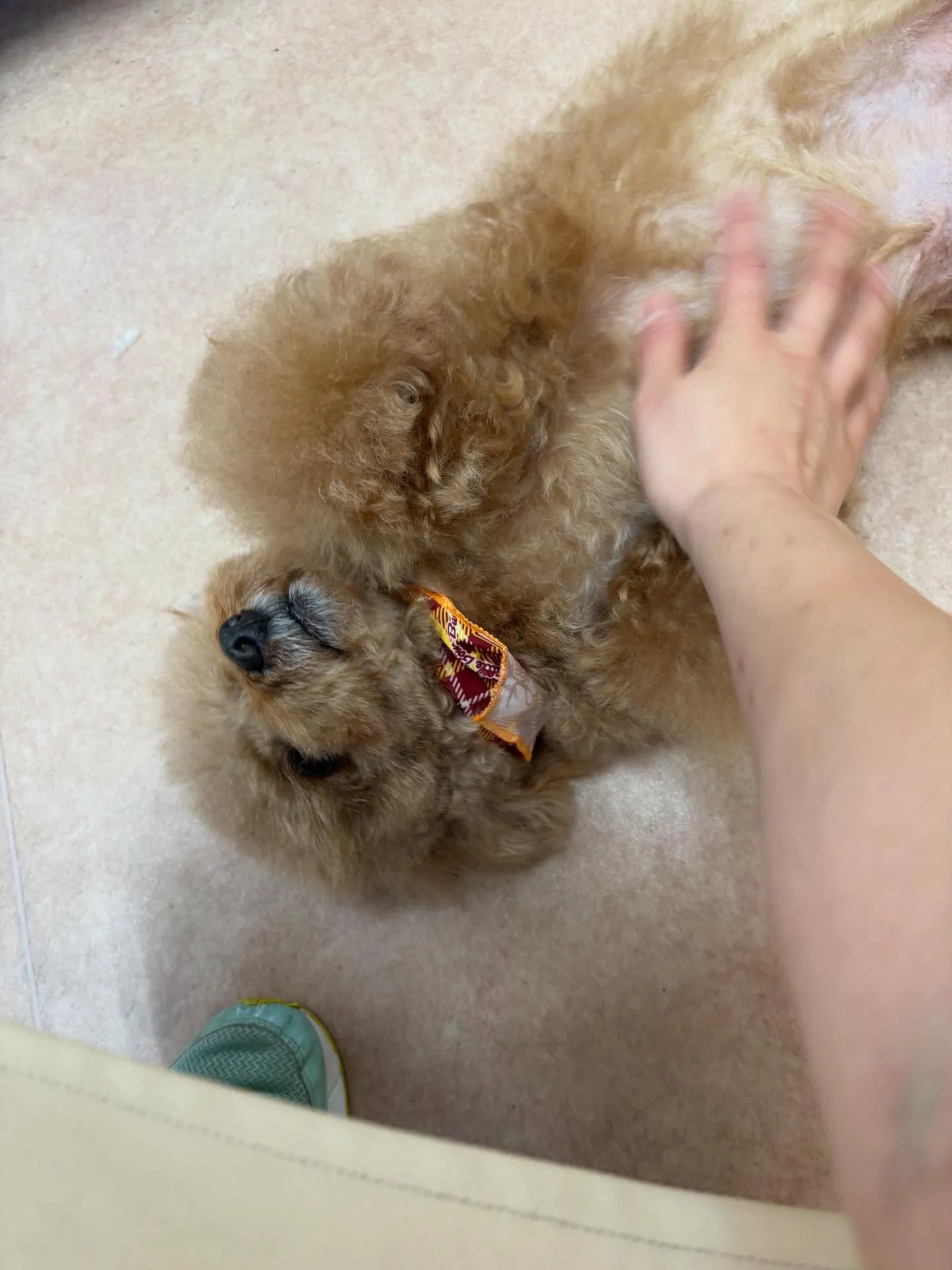 犬のトリミング✂️