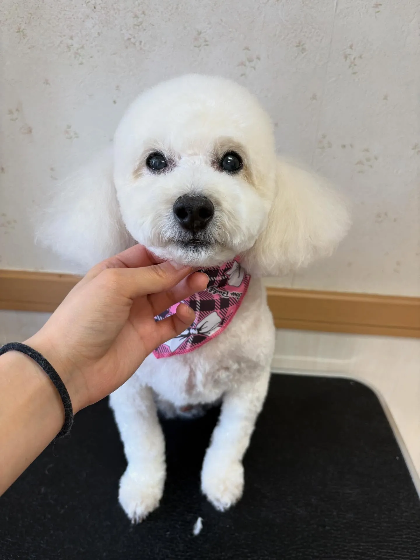 犬のトリミング✂️