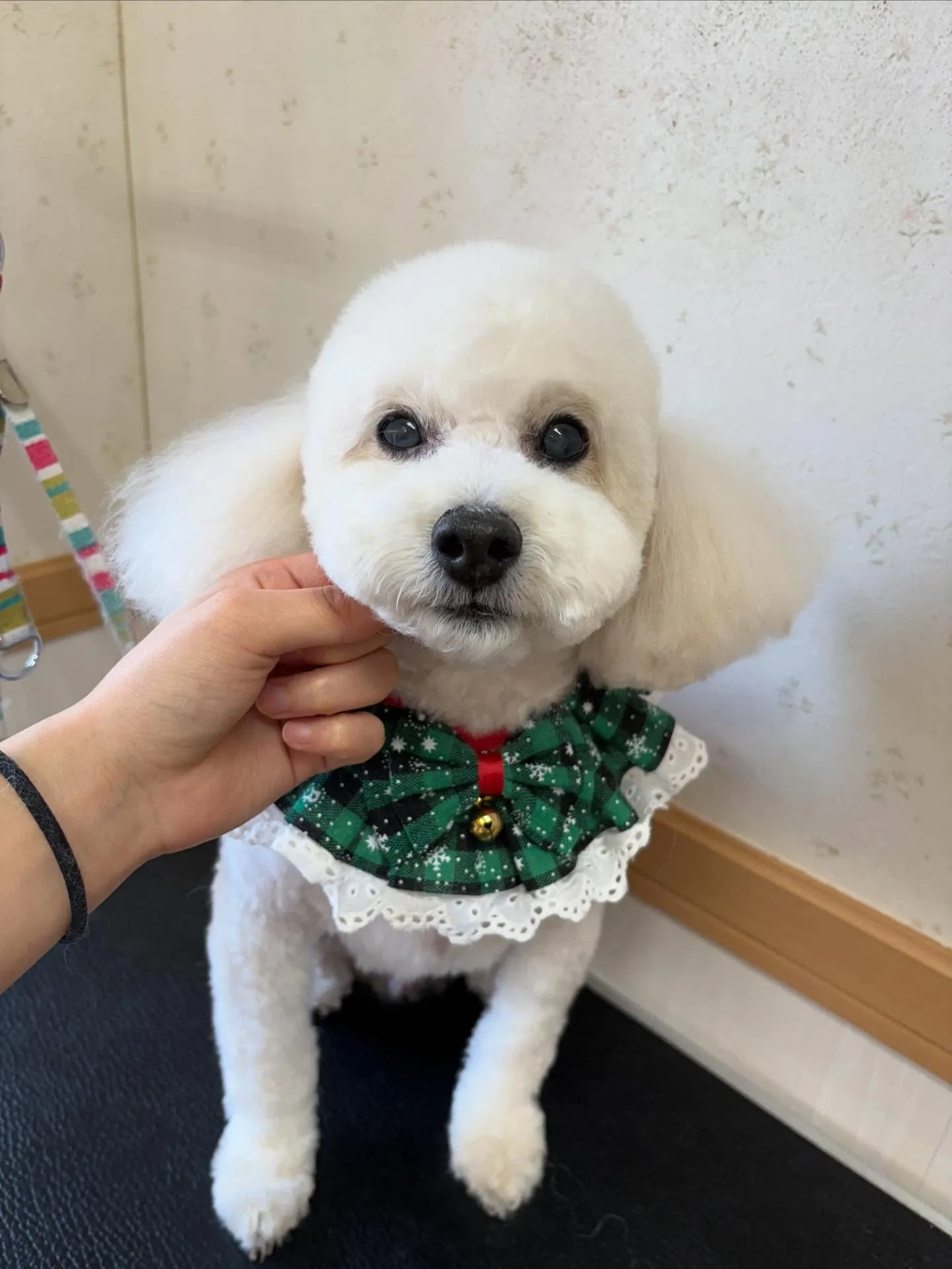 犬のトリミング✂️