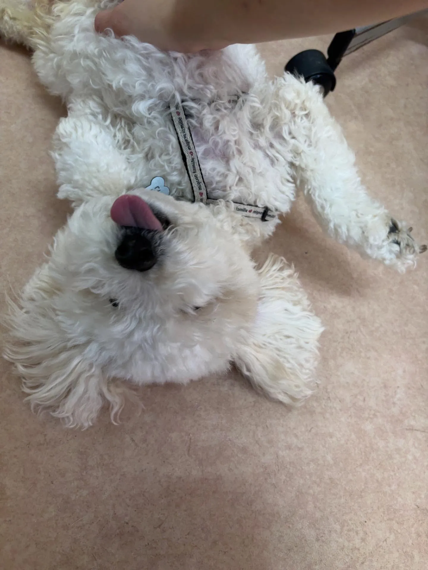 犬のトリミング✂️