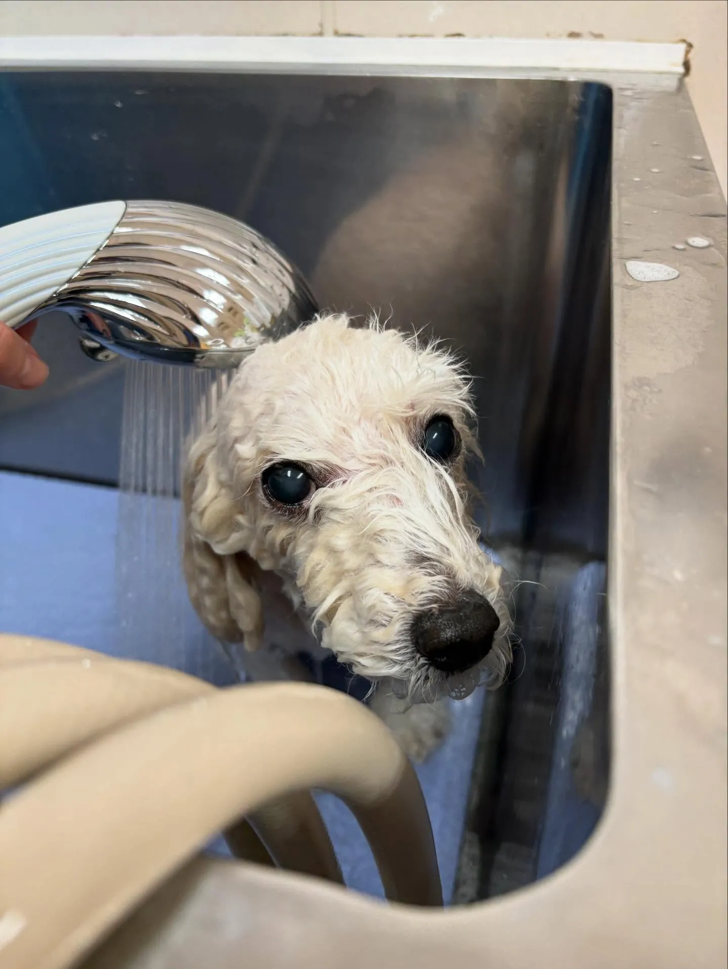 犬のトリミング✂️