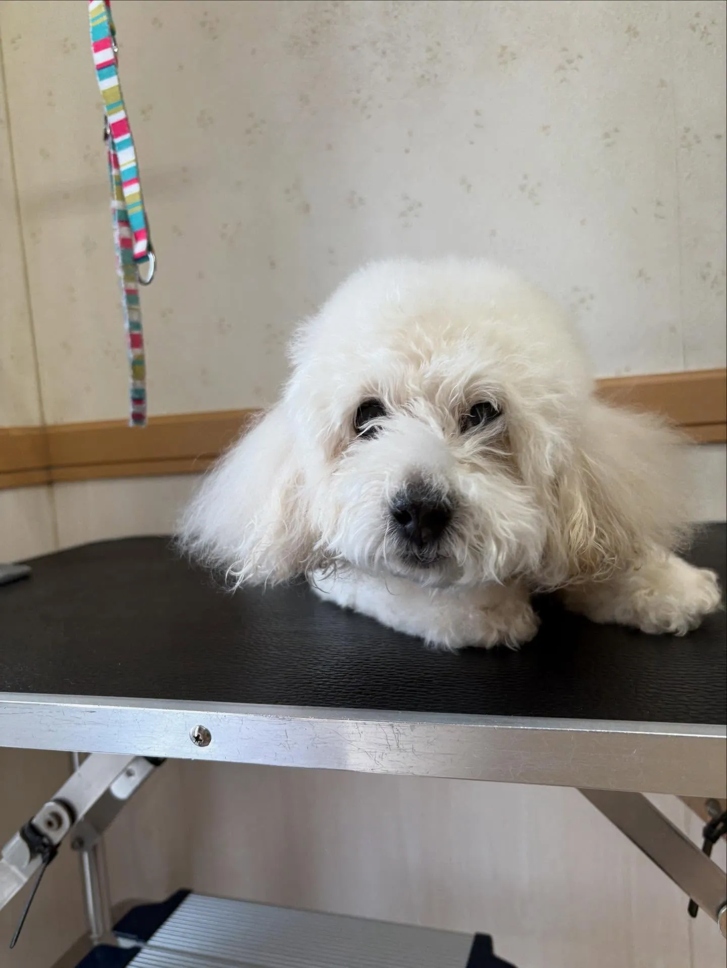 犬のトリミング✂️