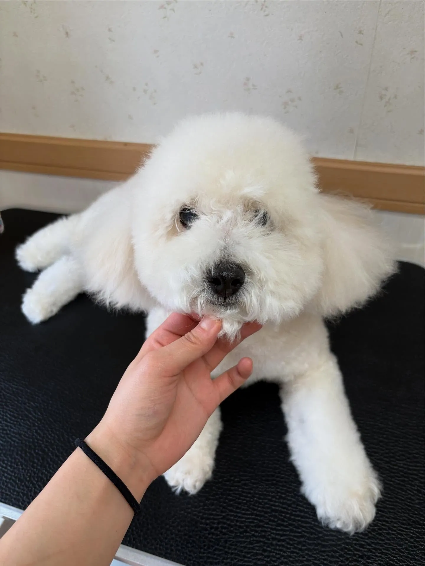 犬のトリミング✂️