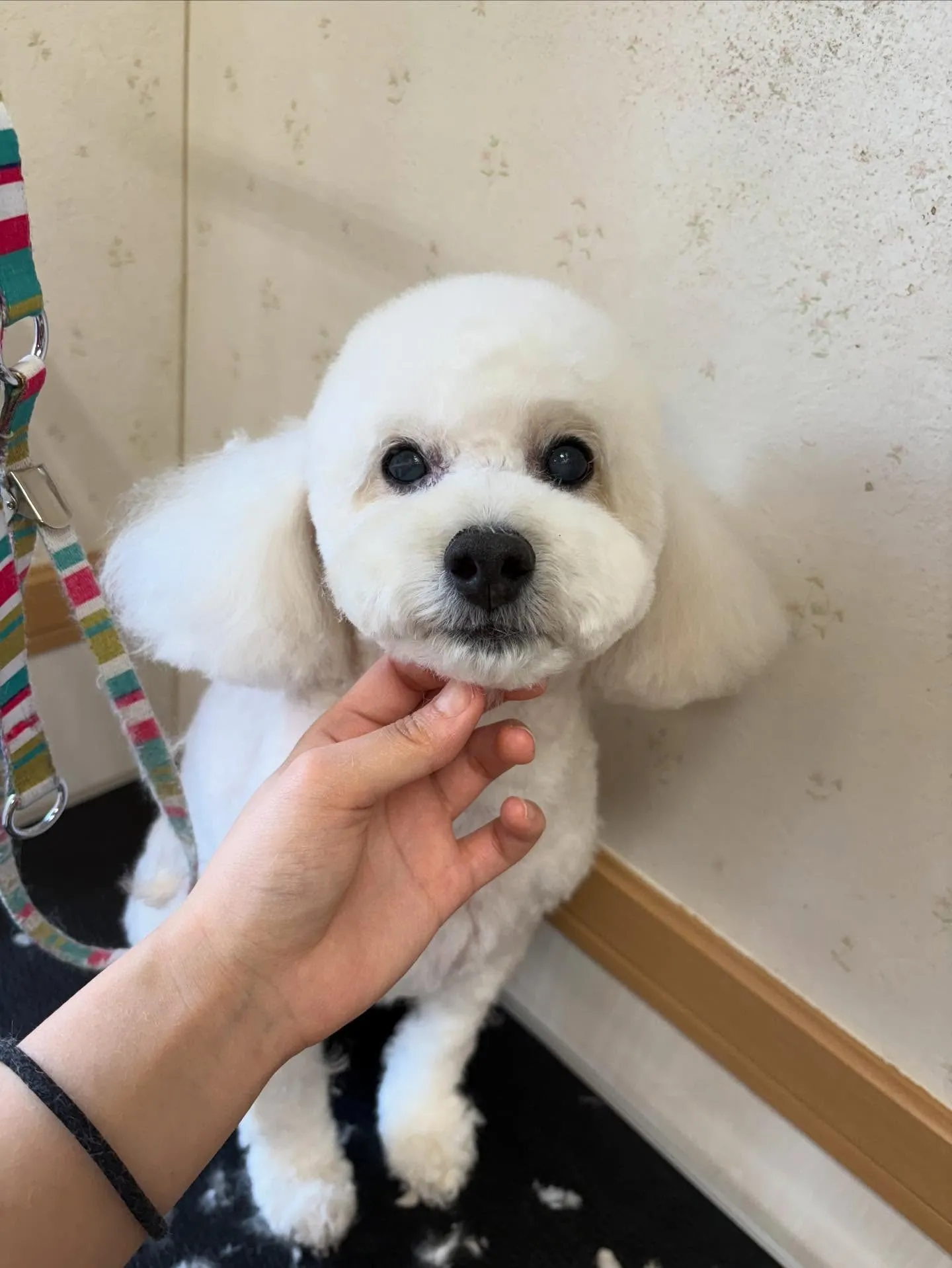 犬のトリミング✂️